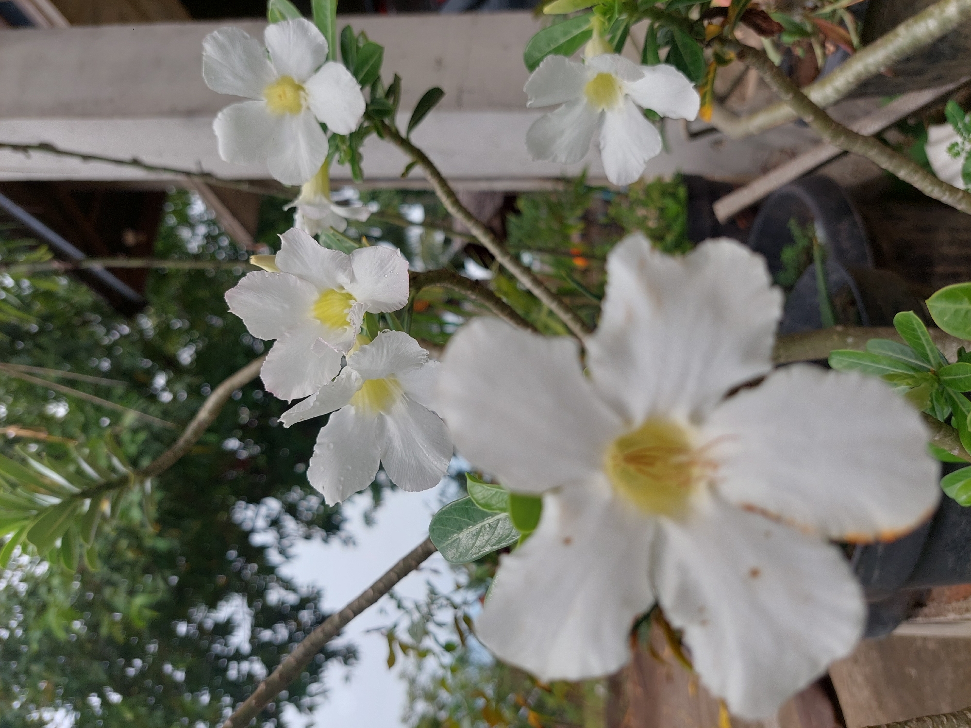 A close-up, shallow-depth-of-field photograph captures several white desert rose flowers with yellow centers blooming in pots. The flowers, some with visible water droplets on their petals, are the primary subjects, with the foreground flower being heavily blurred. In the background, out-of-focus green foliage and tree branches create a soft, dappled effect. A blurred white column, part of a building, and hints of a roofline are also visible, suggesting an outdoor setting, possibly a residential area. The overall impression is one of natural beauty, possibly in a garden or courtyard.