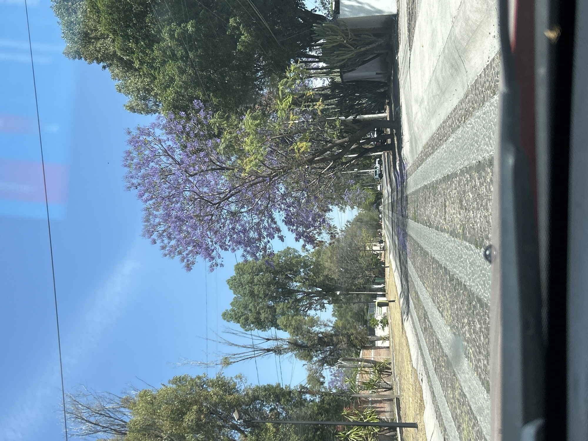 The scene captures a view of a street in Querétaro, Mexico, framed through a window, likely from inside a vehicle. The street features a distinctive pavement design, alternating between light and darker-toned strips. Trees line the street, notably including Jacaranda trees in full bloom, exhibiting their characteristic purple flowers. The sky is clear blue. Utility poles with power lines are visible along the left side. Buildings and vegetation are discernible in the background. No people are visible in the scene.