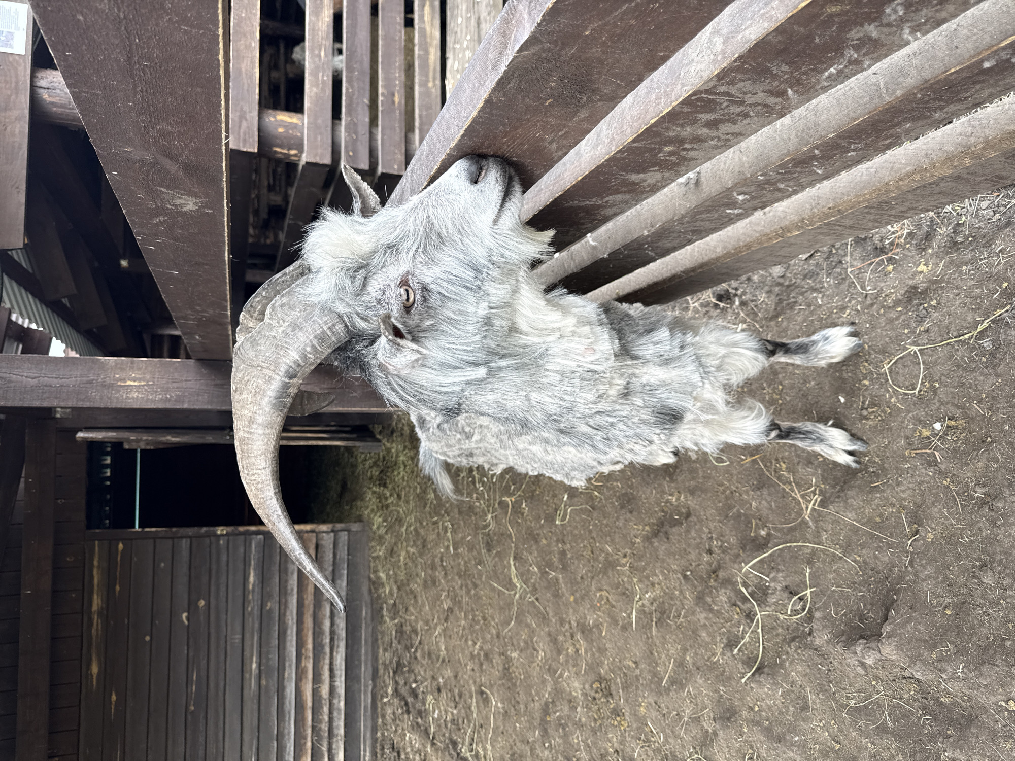 A gray, horned goat is visible in an outdoor enclosure in Pridorozhnyy, Russia. The goat is standing on dirt and is positioned near a weathered wooden fence. The goat appears to be chewing on the wooden fence. Other wooden structures are visible in the background.