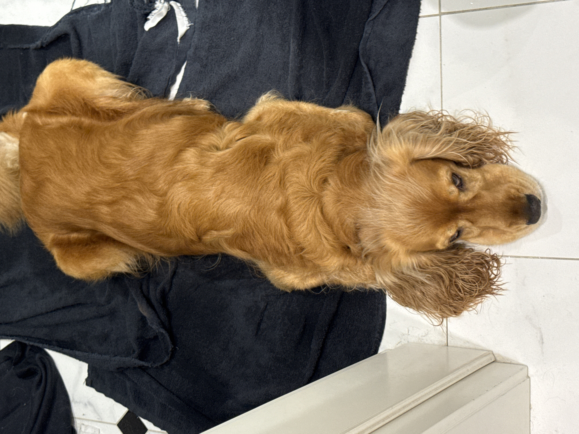 A golden-colored dog with floppy ears lies on its stomach on a black blanket. The dog's head is down, and its eyes are partially closed. The blanket is on a white tiled floor. To the left of the dog and blanket, there is a white door or cabinet. The scene appears to be indoors, possibly in a bathroom or kitchen, given the tiled floor and the presence of a door. The lighting is bright, suggesting daylight or well-lit interior conditions.