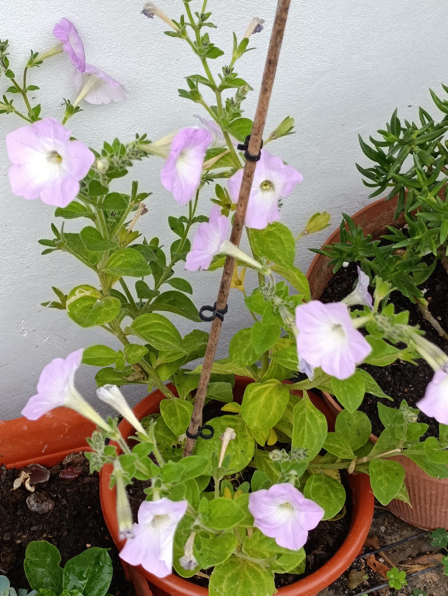 The image shows a close-up view of light purple petunias in a terra cotta pot against a textured white wall. The petunias have pale centers and are supported by a thin wooden stake secured with black zip ties. Green leaves surround the flowers, and some appear slightly yellowed. To the right, a portion of another terra cotta pot containing a succulent plant with dense, green, needle-like leaves is visible. The scene is likely in an outdoor urban environment, such as a balcony or patio in Setúbal, Portugal, given the context of the prompt.