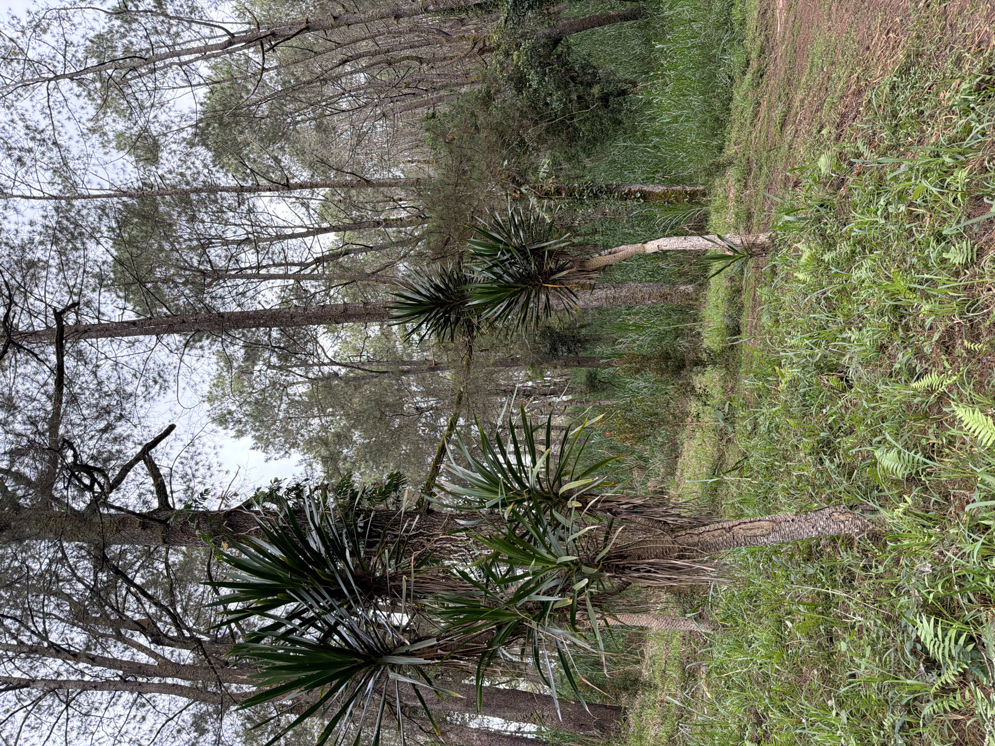 The image depicts a forest scene in Kintamani, Indonesia. Tall, slender pine trees dominate the background, their branches creating a dense canopy against an overcast sky. In the foreground, several plants with spiky, green leaves emerge from the lush, green undergrowth, which consists of grasses and ferns. The ground is covered in a mix of soil and vegetation, with a dirt path visible on the right side of the image. No people or animals are present in the scene.