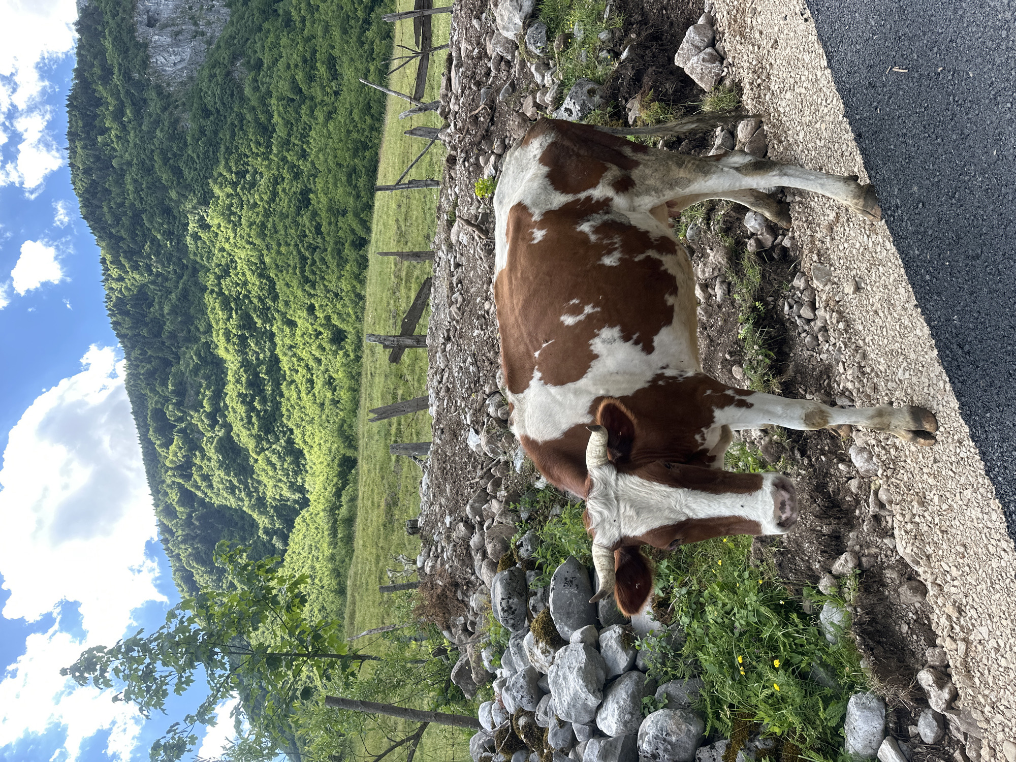 A brown and white cow stands on a gravelly path in front of a rocky embankment, with a lush green mountain slope and a cloudy blue sky in the background. The cow is facing left, with its head lowered slightly. The mountain is covered in dense forest. A dilapidated wooden fence runs along the embankment behind the cow. The scene appears to be in a rural, mountainous area. The specific location in Gusinje, Montenegro, is suggested by the context.