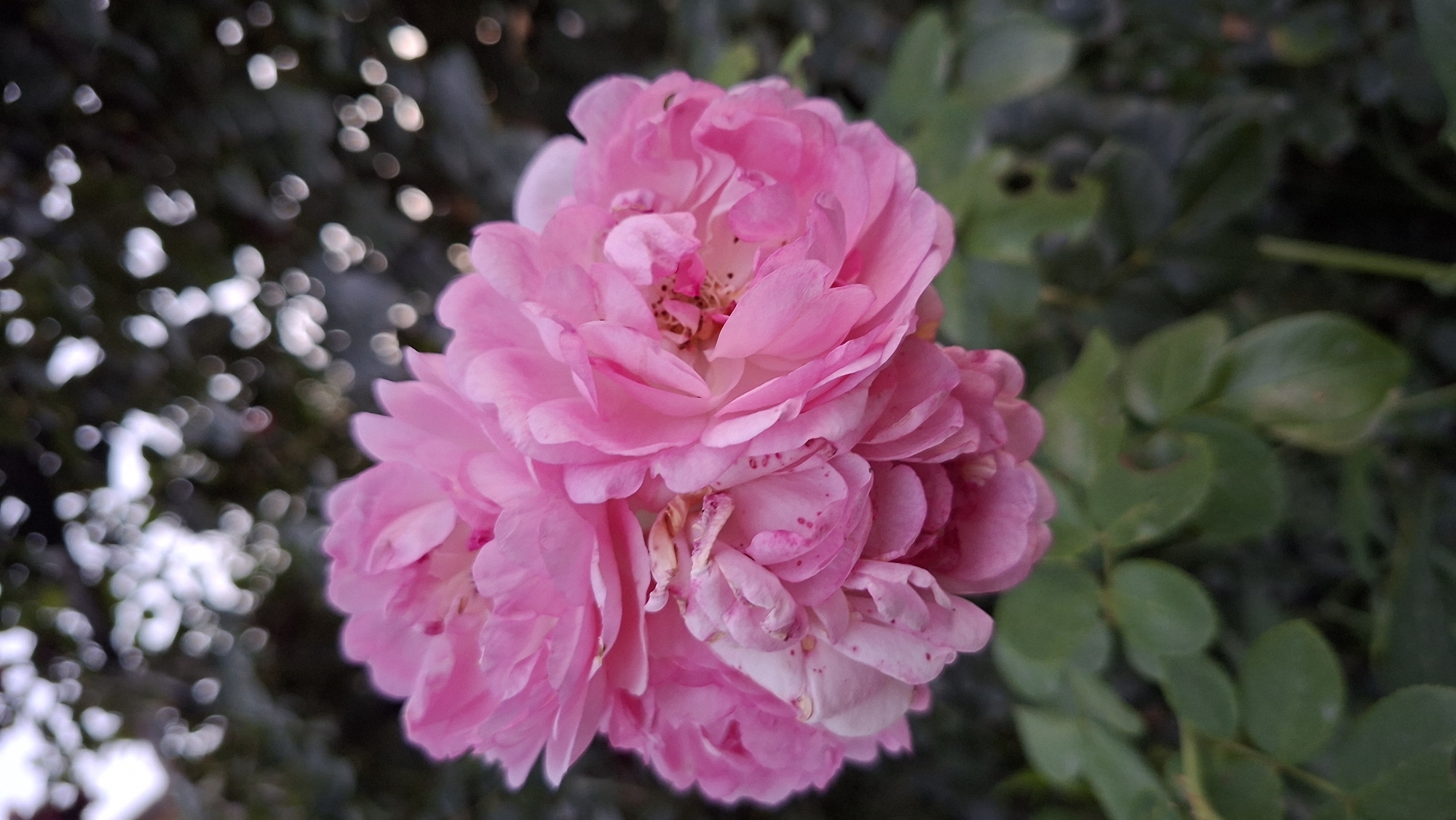 A close-up, vertical, medium shot captures a vibrant pink rose in full bloom. The rose is the primary subject, positioned centrally, its densely packed petals creating a lush and textured appearance. Some of the inner petals show hints of lighter pink and even a pale white, with subtle speckles of a darker pink or reddish hue visible on some of the outer petals. The rose is surrounded by soft green foliage, which is out of focus, creating a bokeh effect that highlights the flower. In the background, more foliage and some bright, out-of-focus circles of light suggest dappled sunlight filtering through leaves. The scene is located in Zhanadaur, Kazakhstan.