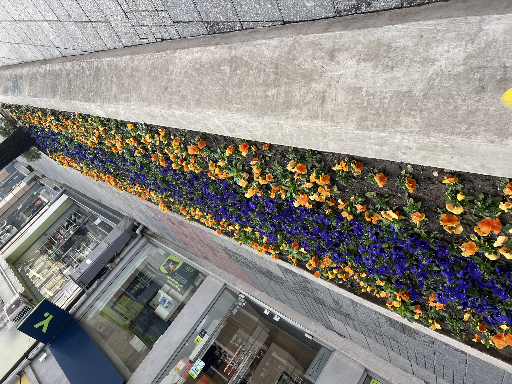 The image shows a flower bed in front of a shop. The flower bed contains purple and orange pansies. The flower bed is located on a sidewalk next to a building. The shopfront is visible and it is possible to discern informational posters on the store windows. Based on the signage, the location is likely in Plovdiv, Bulgaria. The time of day is daytime.