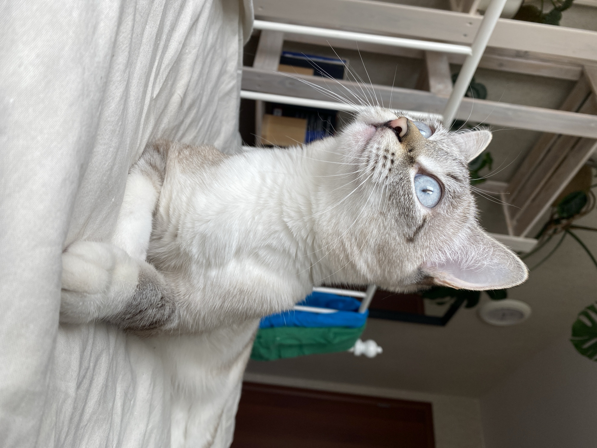 A light-furred cat with blue eyes lies on a white sheet, looking upward. The cat's fur has grey markings on its face, ears, and paws. The background shows a wooden structure with potted plants, and a blue and green bag. The location is not possible to identify as Yekaterinburg, Russia, based on the image alone.