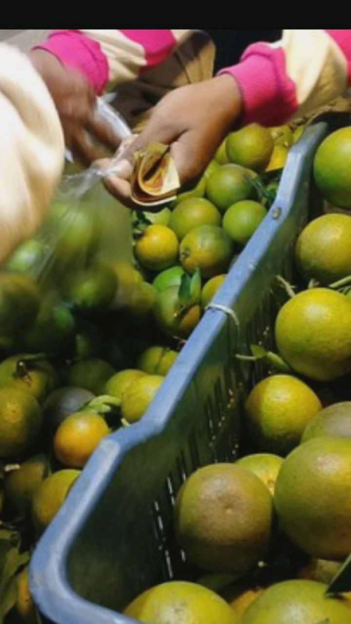 In a market setting, likely in Hongkou District, China, a close-up shot focuses on a person's hands engaged in a transaction. The hands, one holding several folded banknotes, are reaching towards a plastic bag filled with citrus fruits, likely oranges. Another hand, partially visible, is holding the bag. The background is dominated by a blue plastic crate overflowing with these fruits, some of which appear to be green and others a yellowish-orange. The lighting suggests an outdoor or well-lit indoor environment. The scene captures a moment of commerce, with the exchange of money for goods.