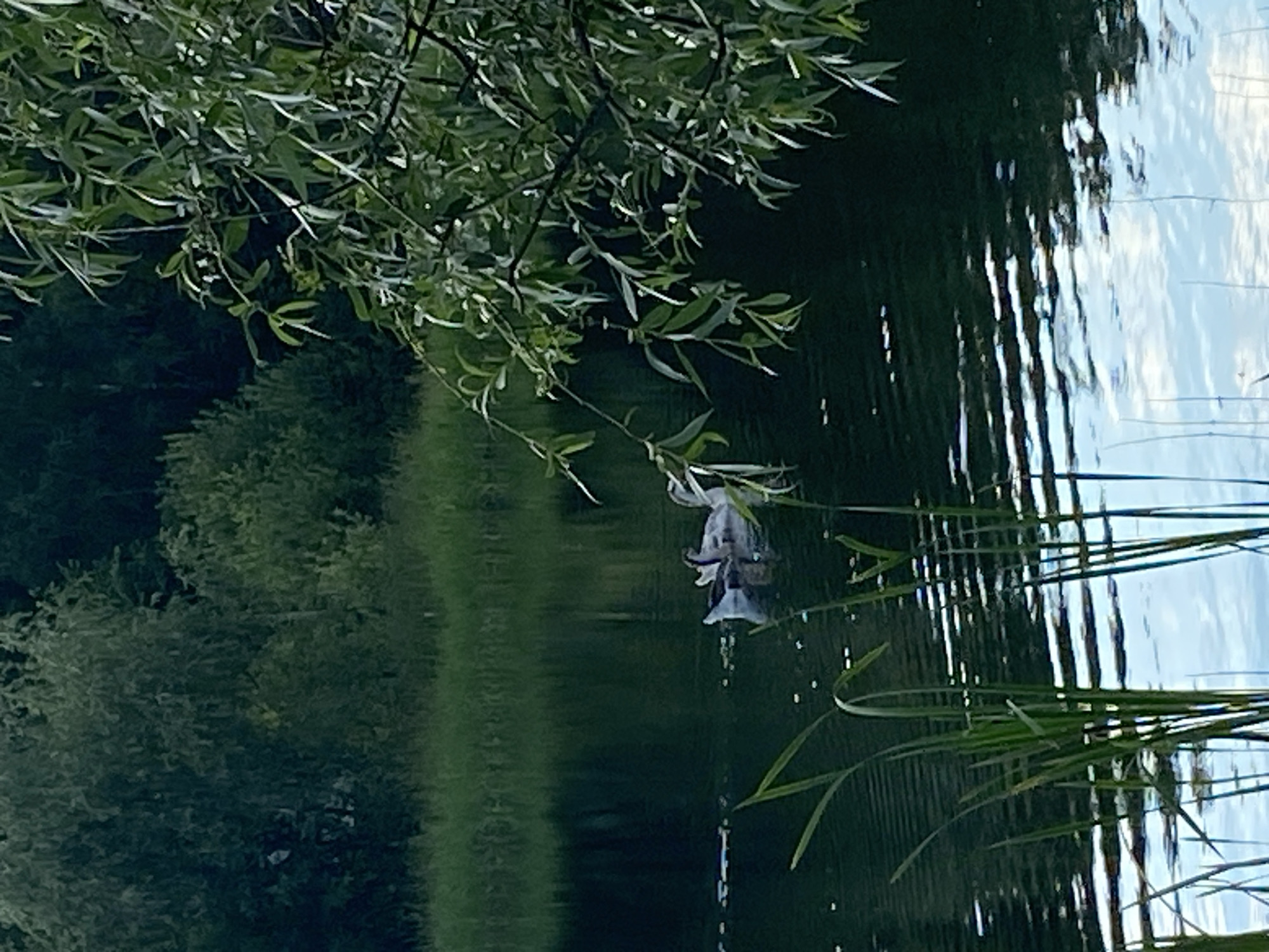 The image depicts a serene natural scene with water and foliage, likely taken during daylight hours. The primary subject is the reflection of trees and the sky on the surface of a body of water, possibly a lake or river. Green branches of a tree overhang the water from the left side of the frame, with some leaves dipping towards the surface. A single, delicate white flower, appearing somewhat wilted, hangs by a thin stem, its reflection clearly visible in the water below. The water itself is dark green and rippled, reflecting the sky with streaks of white and light blue. Tall, thin blades of grass or reeds are present along the right side of the image, their forms also distorted by the water's movement. The overall impression is one of peacefulness and natural beauty. There is no visible text or any indication of human activity beyond the potential presence of the flower which might have been placed there. The setting appears to be a tranquil outdoor environment, possibly a park or a natural area near water.