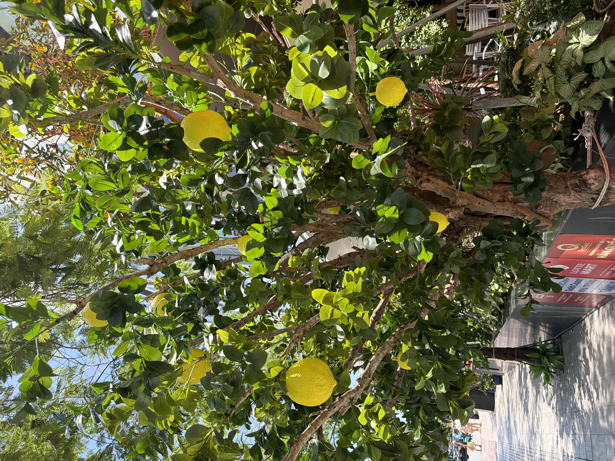 The image shows a tree with lemons, located on a city street. The tree has dense green leaves and several bright yellow lemons hanging from its branches. The trunk is visible, with the tree planted in an urban environment, likely Nha Trang Ward, Vietnam based on visible signage on nearby buildings. The sidewalk is visible, along with people walking in the background and building signage. The scene is captured on a sunny day.