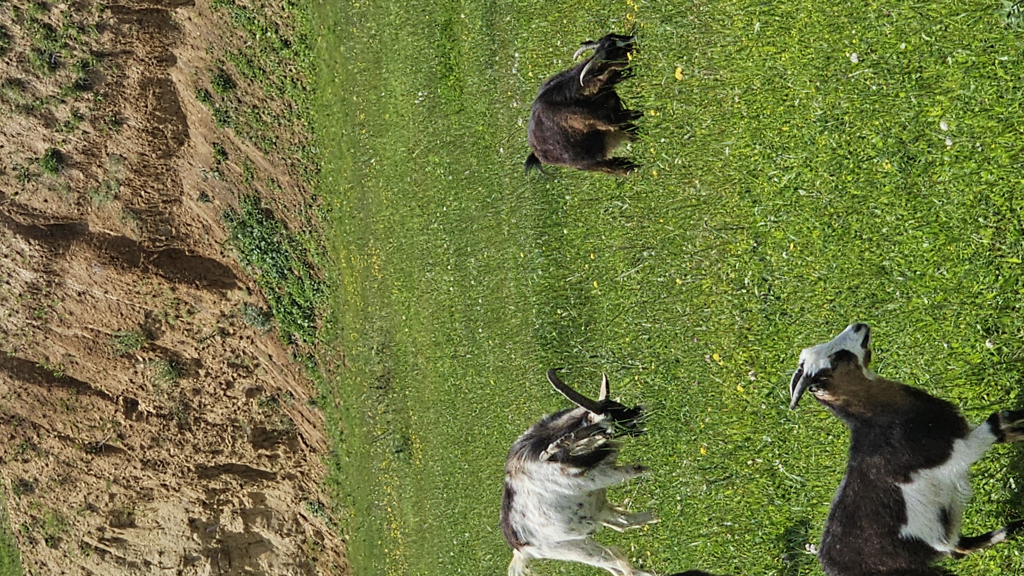 Three goats are grazing in a lush green meadow. The goat in the foreground on the left is primarily black and white with horns. To its right, a white and brown goat with horns is also grazing. In the background on the right, a dark brown goat with curved horns is grazing. The meadow is dotted with small yellow and white wildflowers. Behind the meadow, a steep, eroded dirt embankment rises, with some sparse green vegetation growing on its slopes. The sky is not visible in the frame. The scene depicts a pastoral setting in the city of Kommunstroi, Russia.