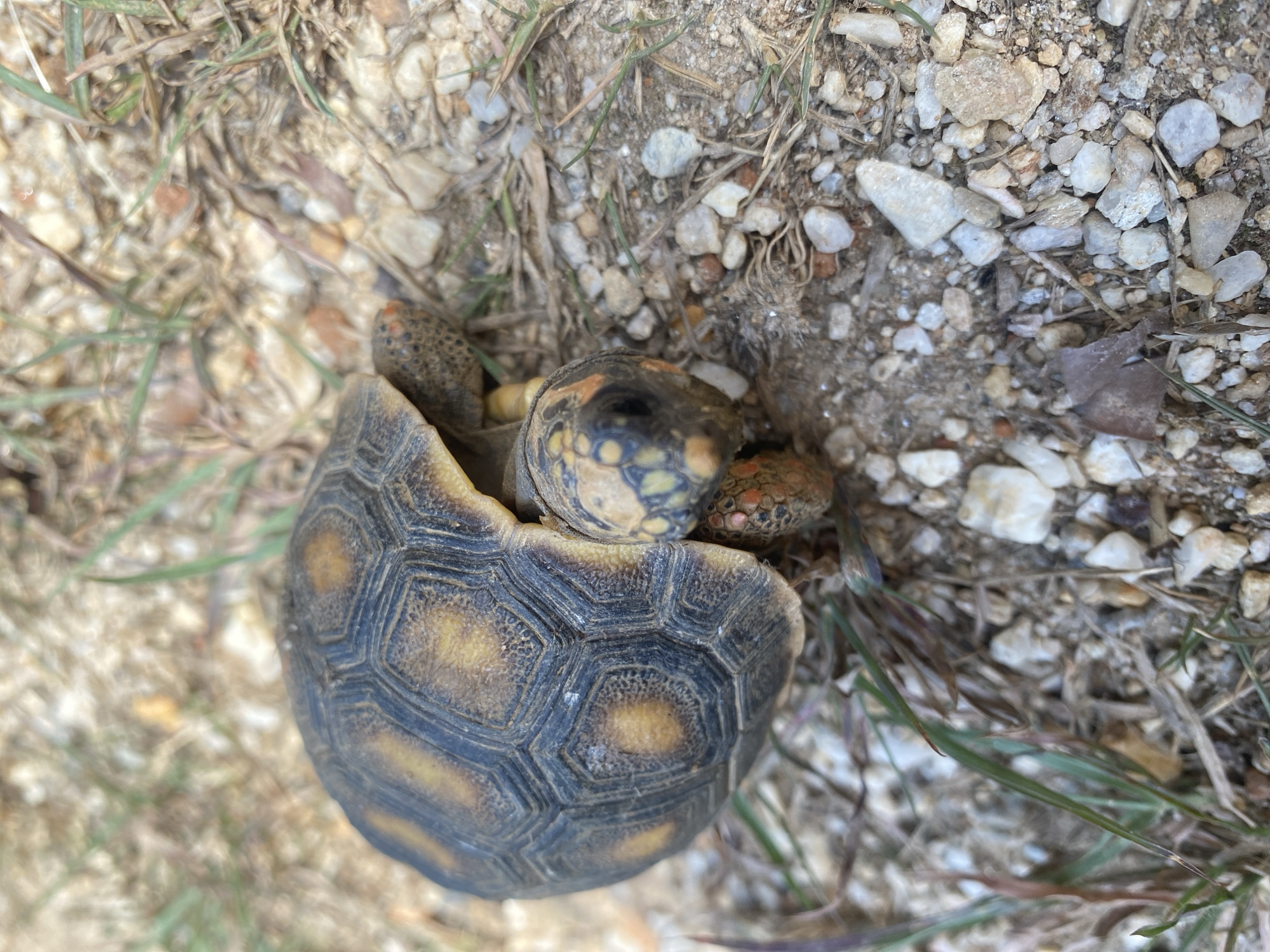 A yellow-footed tortoise rests among pebbles, dirt, grass, and dry vegetation. It appears to be in a defensive posture, with its head and legs partially retracted into its shell. The shell has a dark background with yellow or orange hexagonal plates. The head and legs are spotted with dark and light colors. This photograph was taken in Tinaquillo, Venezuela.
