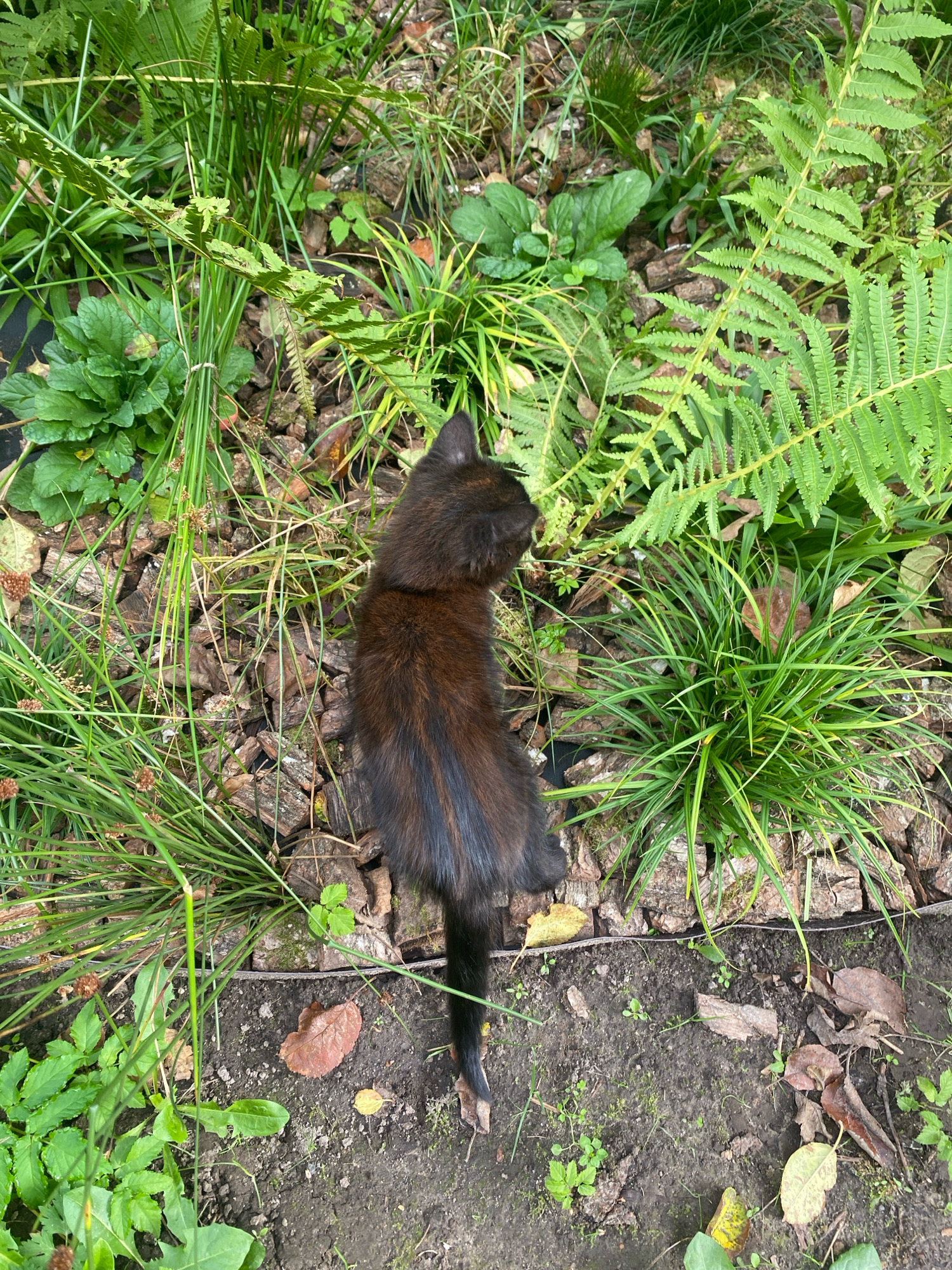 A black kitten with a bushy tail and brown undertones is lying amongst lush green vegetation and mulch in an outdoor setting. The kitten is positioned on its right side, facing left, with its head turned slightly upward. Its fur appears dark and somewhat ruffled. Surrounding the kitten are various green plants, including ferns and grasses, as well as pieces of mulch. The ground is a mixture of soil and decaying organic matter. The scene suggests a natural or garden environment. There are no people present in the image.