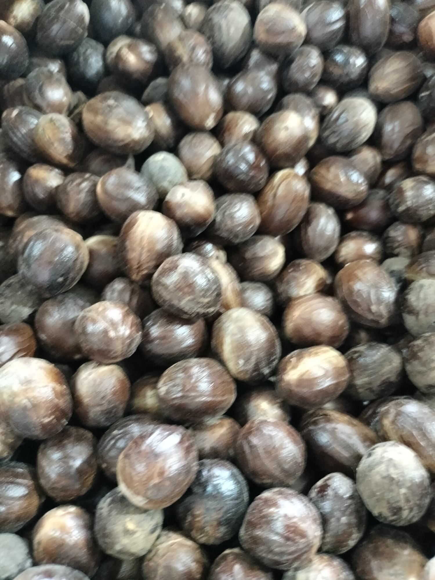 The image shows a tightly packed, close-up view of a large pile of whole nutmegs. The nutmegs are oval-shaped with a rough, brown, shell-like exterior. They vary slightly in size and color, with some appearing darker brown and others lighter, almost beige, with visible striations. The lighting creates highlights on the curved surfaces of the nuts, suggesting a slight sheen. The background is entirely filled with these nutmegs, creating a textured and uniform surface. There are no people, animals, or any other objects visible in the frame. The scene appears to be a dry, bulk storage of nutmegs, possibly in a market or warehouse. Given the context of nutmeg production, the location in the city of Kotapantonlabu, Indonesia, suggests this could be a display or storage area for agricultural products in that region.
