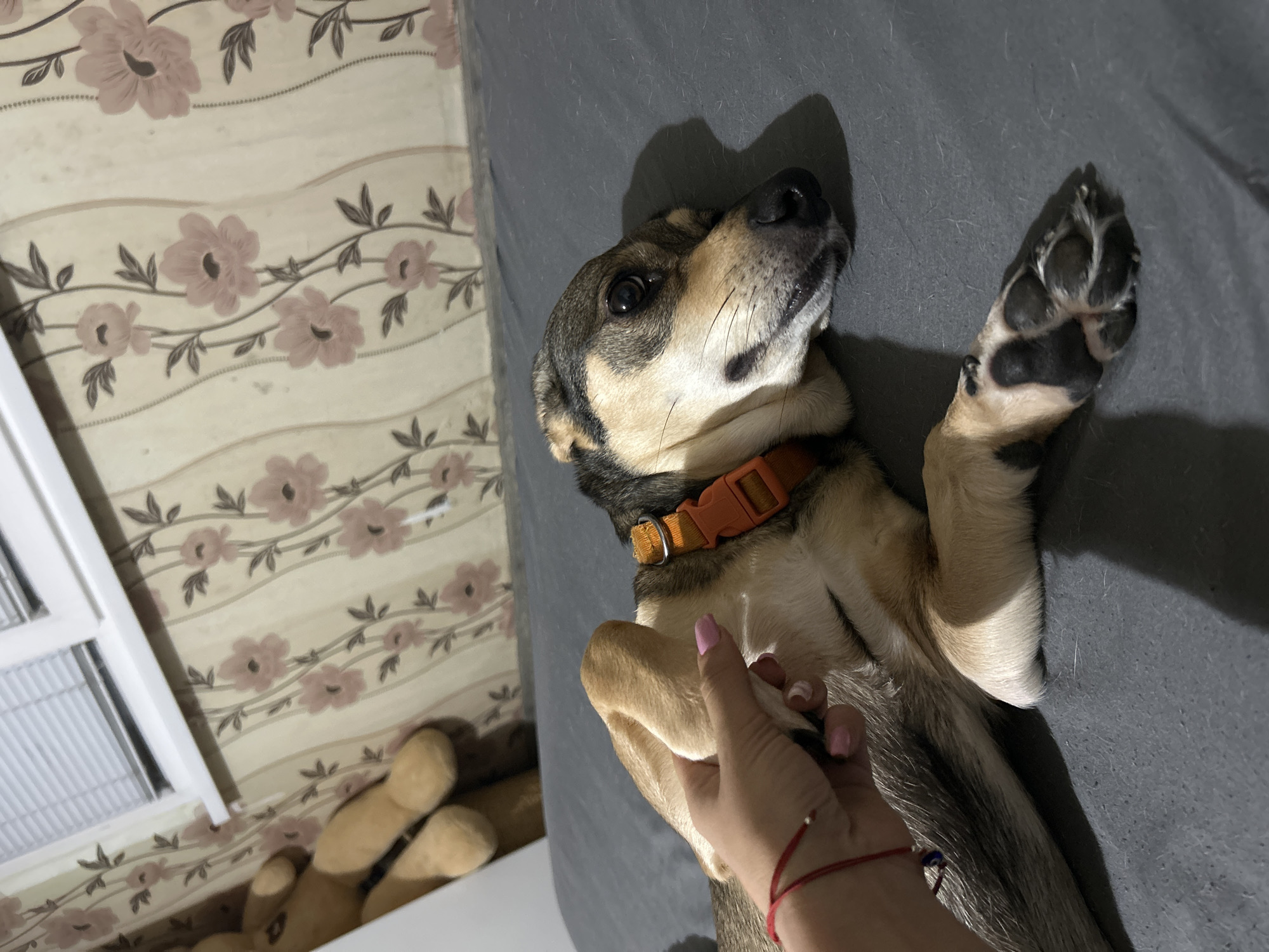 A medium-sized, tan and grey dog is lying on a dark grey surface, possibly a bed or couch. The dog is wearing an orange collar and its head is resting on the surface, with its eyes looking slightly to the right. A human hand with pink nail polish is holding one of the dog's front paws. The background features floral wallpaper with a light beige base and pink flowers. To the left, out of focus, a large teddy bear is visible. A white window blind is also visible at the top of the image.