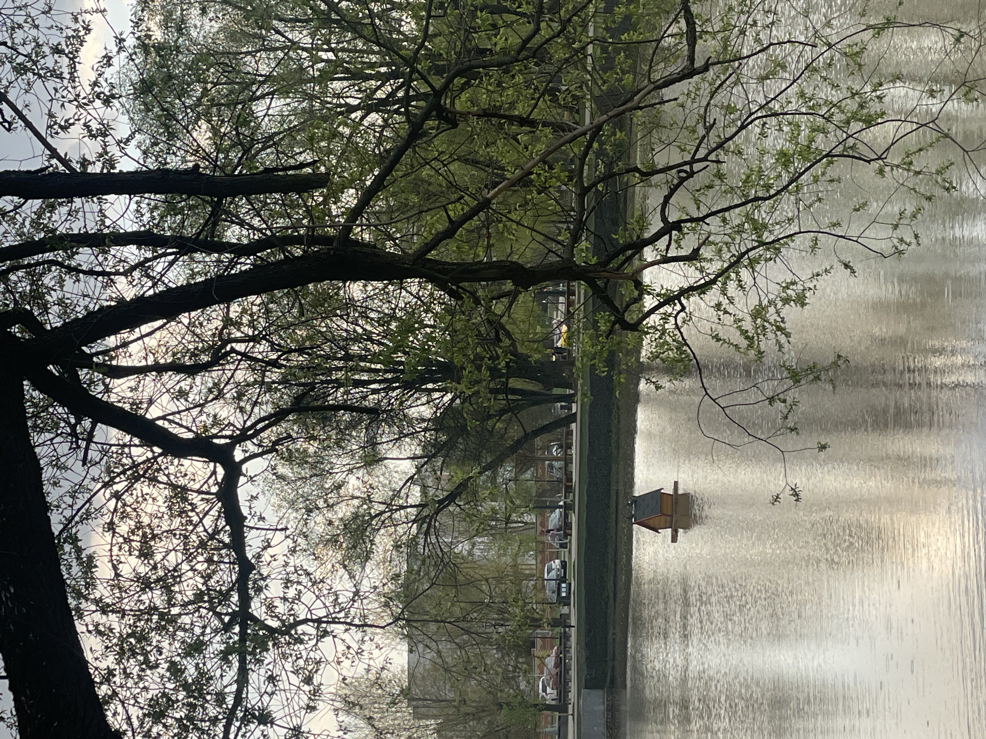 The image captures a tranquil scene of a park in Moscow, Russia. Dominating the foreground is a large tree with prominent branches, partially obscuring the view. Beyond the tree lies a body of water, possibly a pond or lake, its surface reflecting light with a shimmering effect. A small wooden birdhouse is visible on the water's edge. A row of trees, neatly trimmed bushes, and a pedestrian walkway line the bank. Cars are parked along the street and buildings are visible further in the background. The sky appears overcast, contributing to the overall muted and peaceful atmosphere. There are no visible people in the photograph.