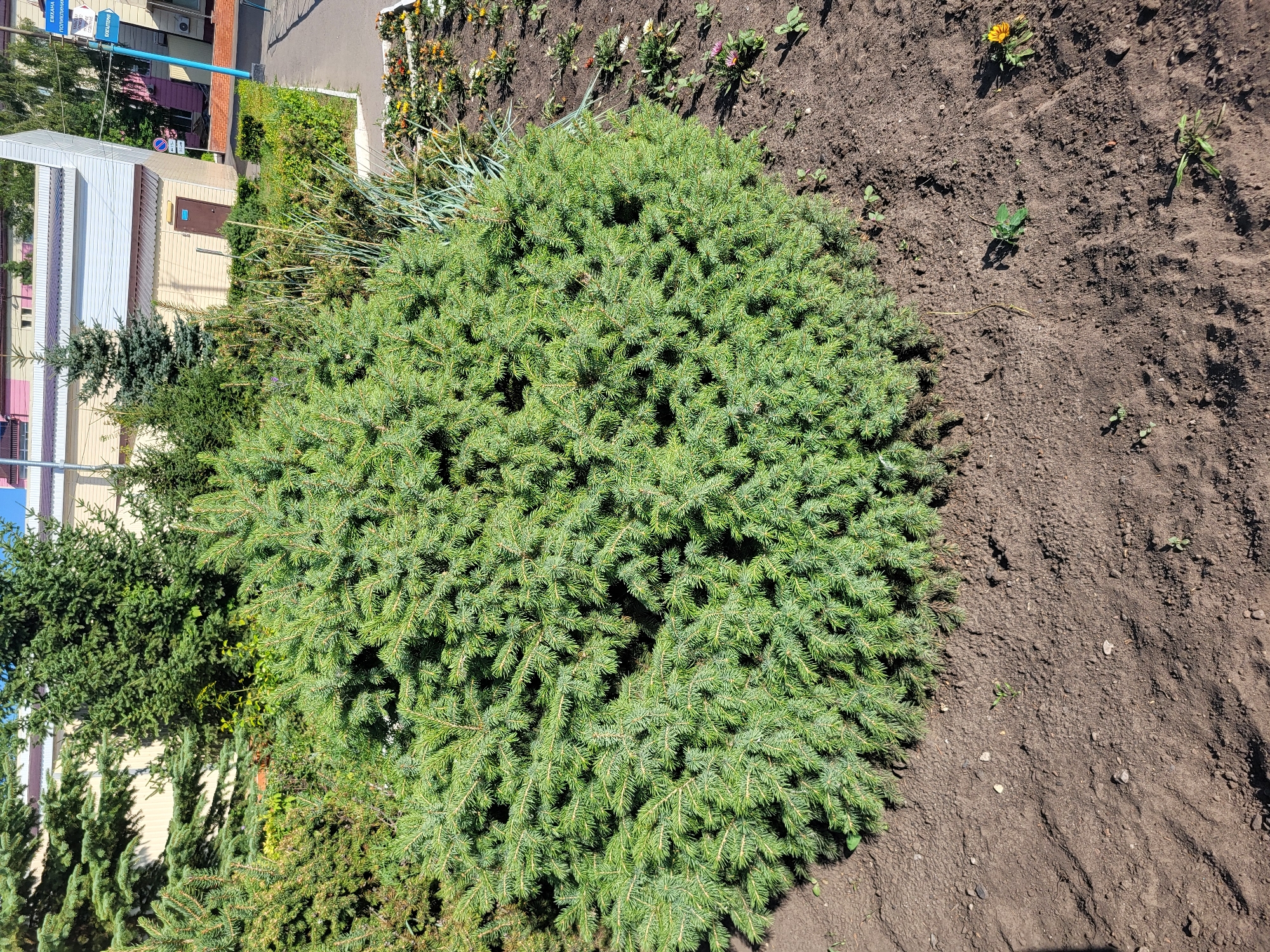 The image captures an outdoor scene in the city of Petropavl, Kazakhstan, focusing on a dense, green coniferous shrub in the foreground. The shrub is round and bushy, with numerous needle-like leaves covering its branches. The ground surrounding the shrub is composed of dark, dry soil, with small pebbles and a few scattered green sprouts.
In the background, a building with a light-colored facade and a brown door is visible. To the right of the building, a blue signpost with Cyrillic lettering indicates directions, with "ЕМХАНА" (Emkhana - clinic/pharmacy), "ПОЛИКЛИНИКА" (Polyclinica - polyclinic), and "БУХГАЛТЕРИЯ" (Bukhgalteriya - accounting) appearing on different sections of the post. Further to the right, a paved walkway or sidewalk is present, bordered by a low hedge and a flower bed containing several small, yellow and orange flowers. Other coniferous trees of varying sizes are situated behind the main shrub and near the building. The sky above is a clear, light blue, suggesting a sunny day. The overall impression is of a well-maintained outdoor area, likely a public space or the grounds of an institution.