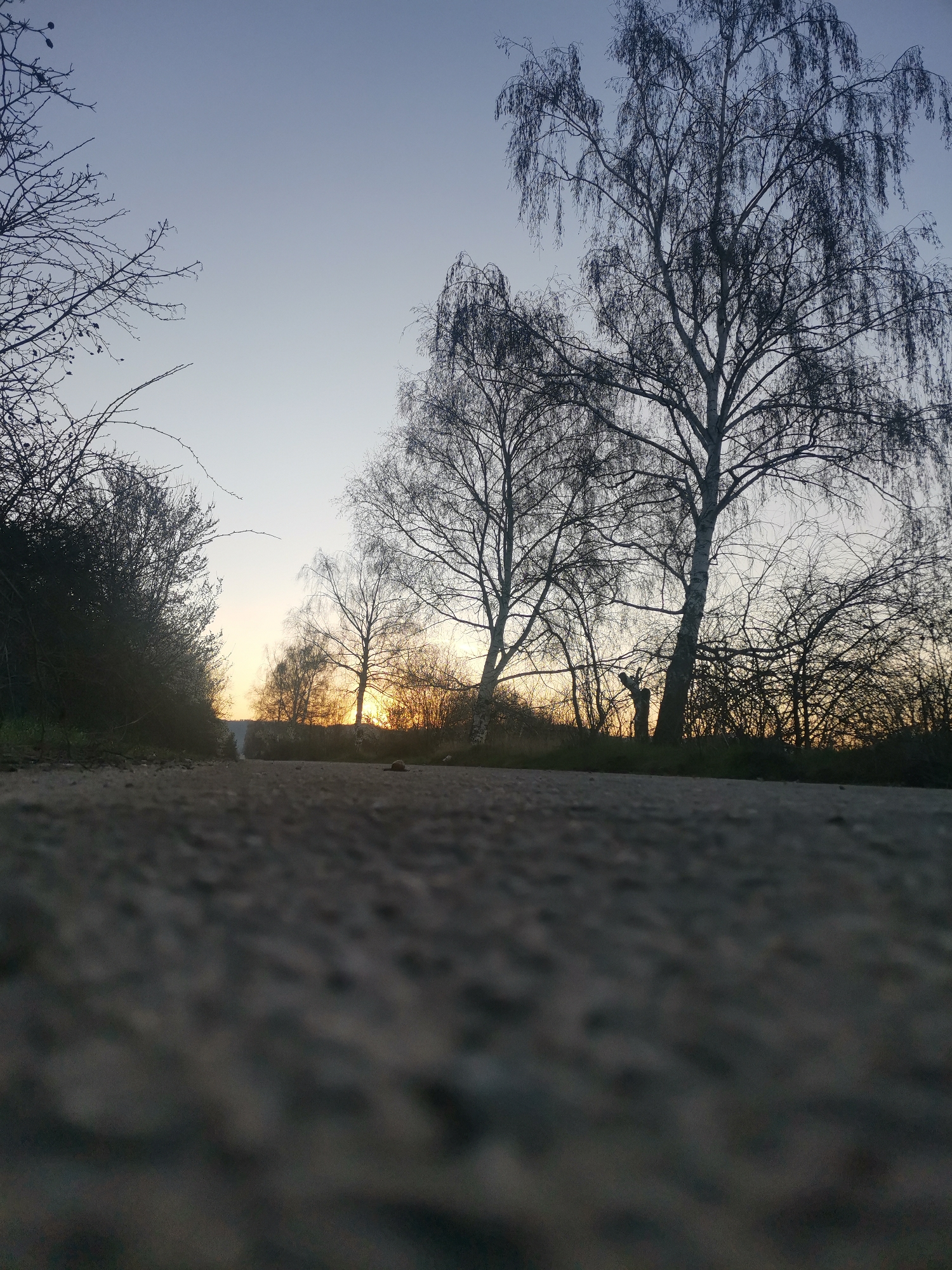 The image shows a low-angle view of a road in Zhivkovo, Bulgaria at sunset or sunrise. The road surface is asphalt, and the focus is on the foreground. The background features silhouettes of trees, including birch trees, against a pale sky with a gradient of light yellow to blue. Dense shrubs line the side of the road. No people or animals are visible. The scene is static.