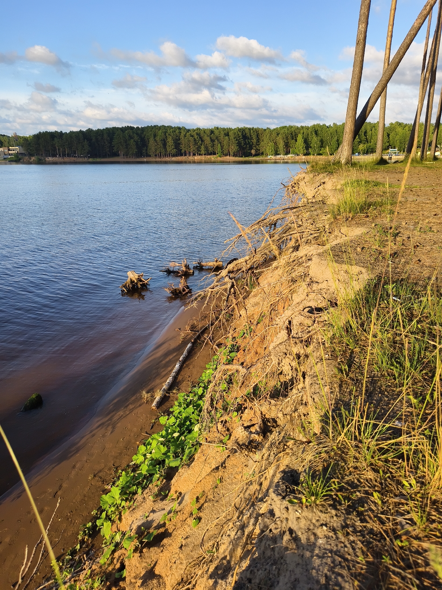 The image shows a body of water, likely the Kama River, along the shore of Chaikovsky, Russia. The water is calm, with gentle ripples reflecting the blue sky and scattered clouds. The shoreline is characterized by a sandy bank with exposed tree roots and some green vegetation growing near the water's edge. Several weathered tree stumps are partially submerged in the shallow water. On the right side of the image, tall, thin trees lean towards the water, their trunks casting long shadows on the sandy ground. The background features a dense line of evergreen trees and, in the far distance, what appears to be structures and possibly vehicles, suggesting proximity to a populated area. The overall scene depicts a natural waterside landscape bathed in the warm light of the late afternoon or early evening sun.