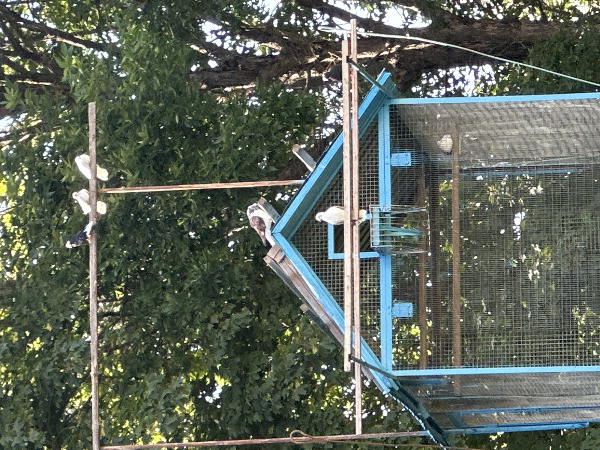 This is a high-angle, eye-level shot of a pigeon coop with several pigeons in and around it, set against a backdrop of lush green trees in Minsk, Belarus. The coop is a wooden structure painted a faded blue, with a wire mesh front and a sloped roof. Pigeons are perched on the roof, on horizontal wooden bars extending from the coop, and on a branch of a large tree. One pigeon is visible inside the coop through the wire mesh. The overall scene is slightly blurry, suggesting it was taken with a handheld camera. The lighting suggests it is daytime, with sunlight filtering through the leaves of the trees.