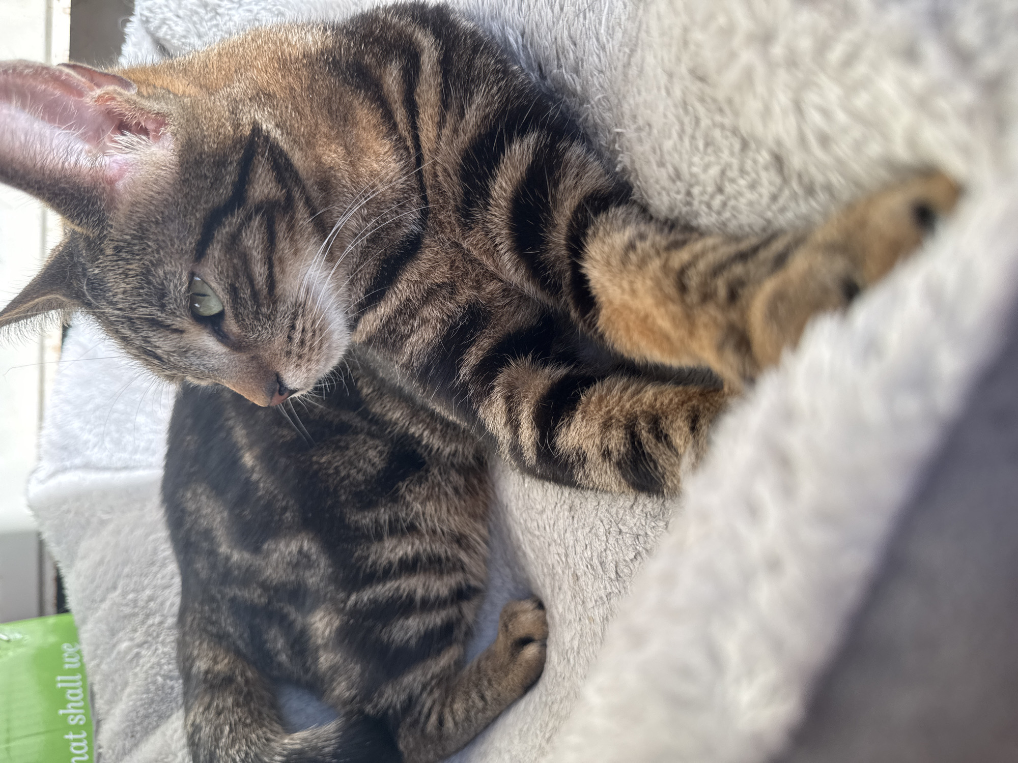 A tabby cat lies curled up in a white, fluffy pet bed. The cat has brown and black stripes, green eyes, and pink ears. The bed appears to be inside, near a window, as evidenced by the natural light. A green box can be seen near the bottom of the shot, and the edge of a white structure is visible in the upper left corner. The location information is not discernible from the image.