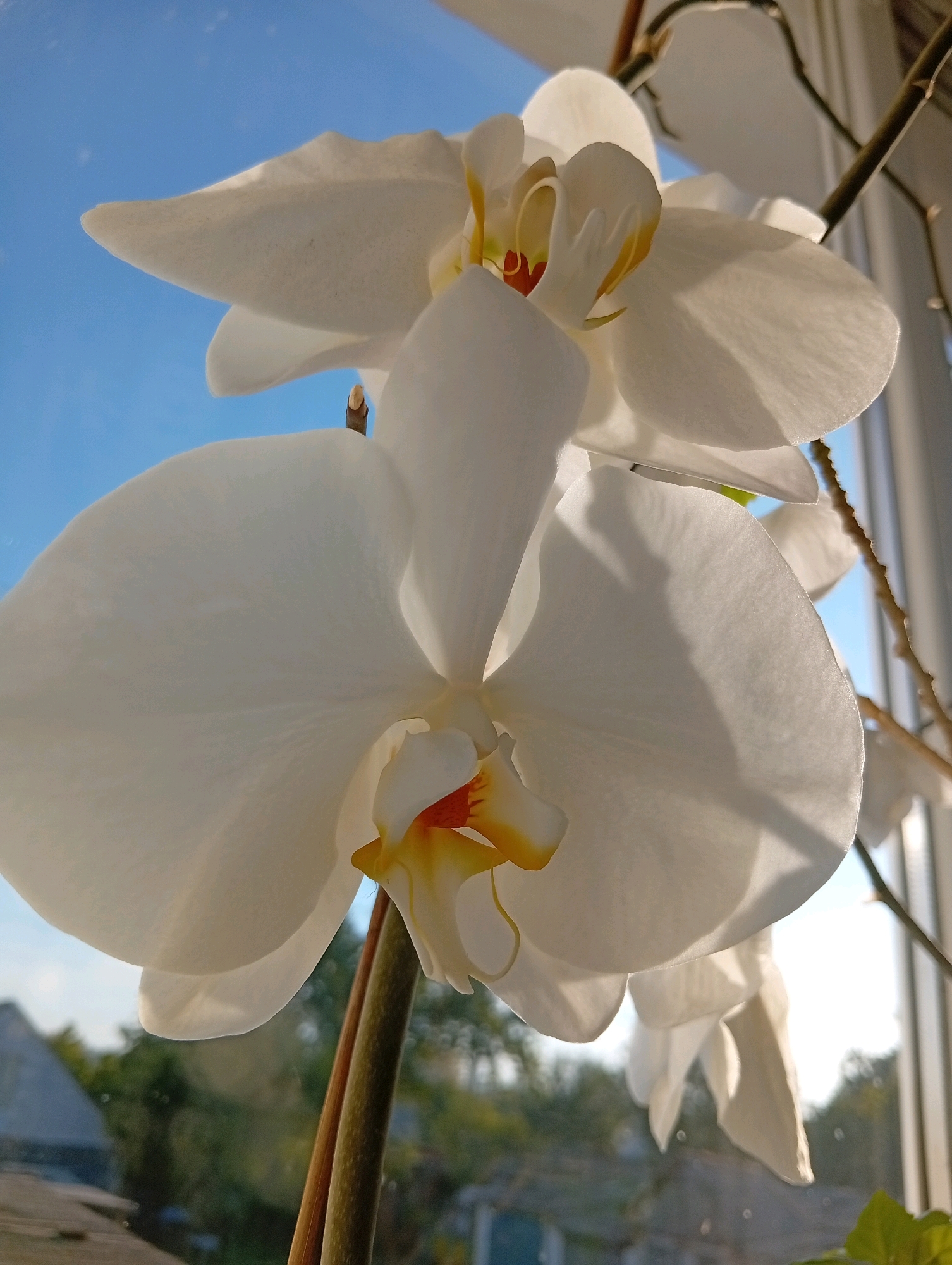 A close-up, low-angle shot captures two white orchid flowers against a bright blue sky, backlit by sunlight. The larger orchid in the foreground displays delicate, translucent petals that are illuminated from behind, revealing subtle veins and a shadow cast by its upper petals. The center of this flower features a vibrant yellow and red stigma and labellum. A thinner stem extends upwards, supporting a second, partially visible orchid bloom. The background, visible through the flowers and across the top of the frame, is a clear, pale blue sky with a few faint, sparkling dust motes. The lower portion of the image shows a blurred, out-of-focus background of green foliage, houses with dark roofs, and a wooden windowsill or railing.