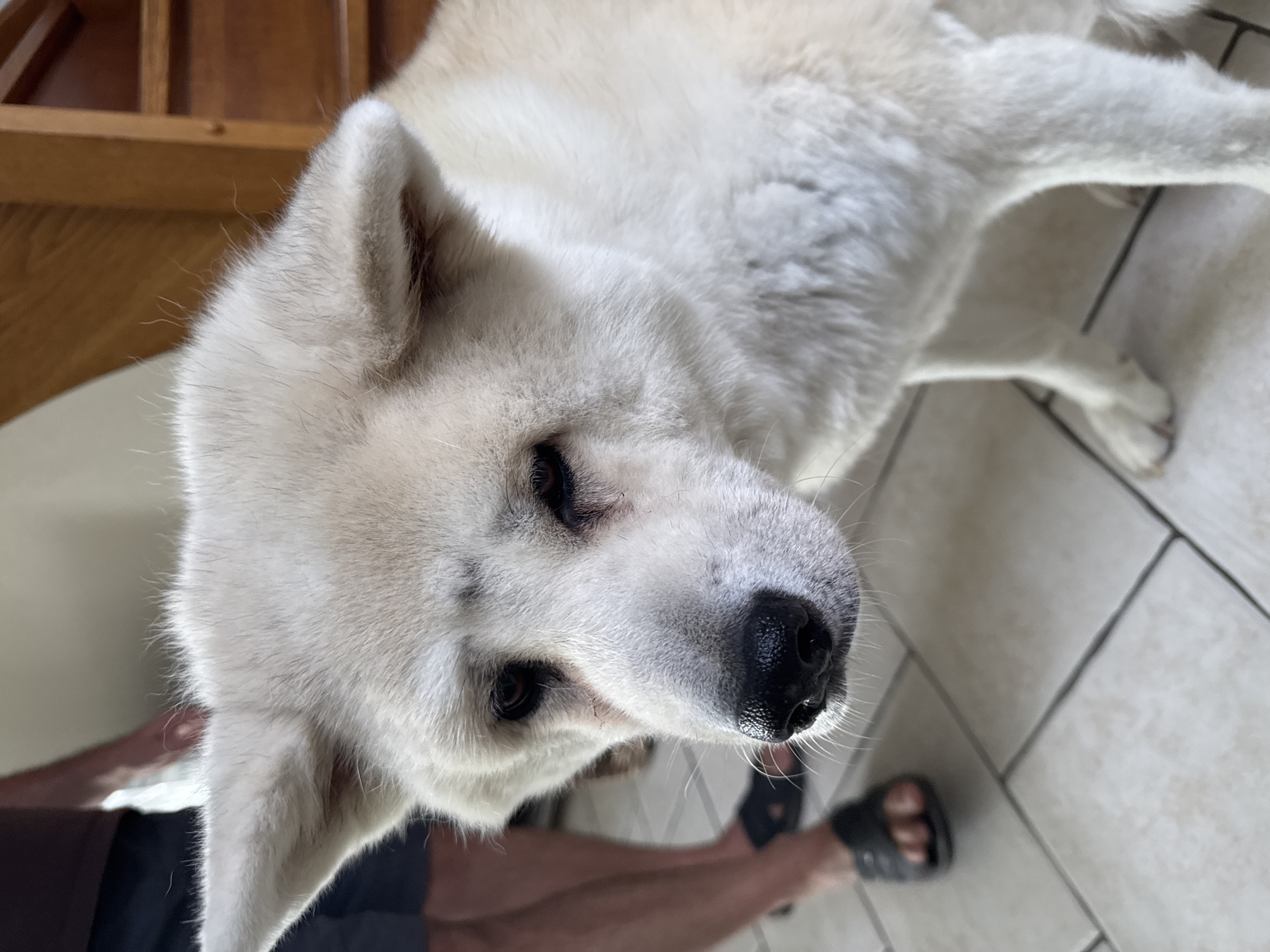 A white dog with dark brown eyes and a black nose is looking down with a sad expression. The dog has pointed ears and a fluffy coat. In the background, a person's legs are visible, wearing dark shorts and black sandals. The floor is tiled with light-colored squares. A wooden staircase is partially visible on the right side of the image. The scene appears to be indoors, possibly in a residential setting. No specific details place this image in Wattrelos, France.