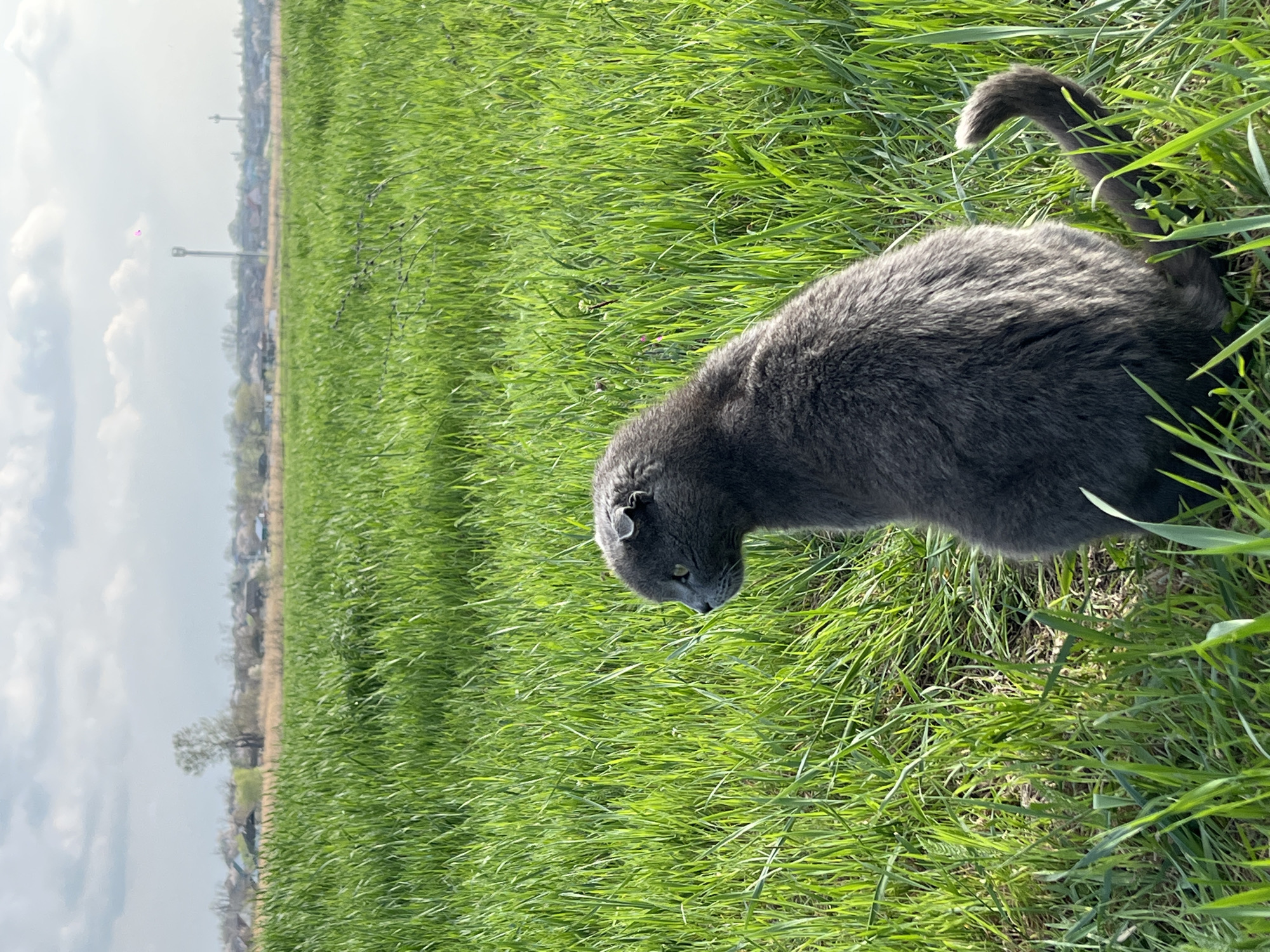 A gray cat is in a field of bright green grass. The background shows a townscape with a light gray sky above it. The town is identified as Novopokrovskaya, Russia. A light pole is visible in the background. The cat is primarily gray with a tail that curls slightly at the end. The cat appears to be in the middle of the grass.