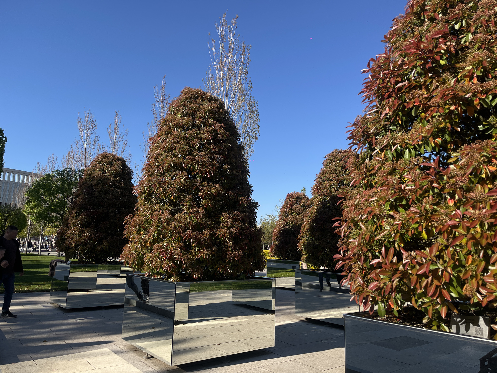 The image depicts a row of trees planted in mirrored planters in a public space. The trees are full and have reddish-brown leaves. The planters reflect the surrounding environment, including the trees, sky, and pavement. A man wearing a jacket is walking in the park with another person whose back is to the camera. A building is visible in the background. The sky is clear and blue. The location is the city of Krasnodar, Russia.