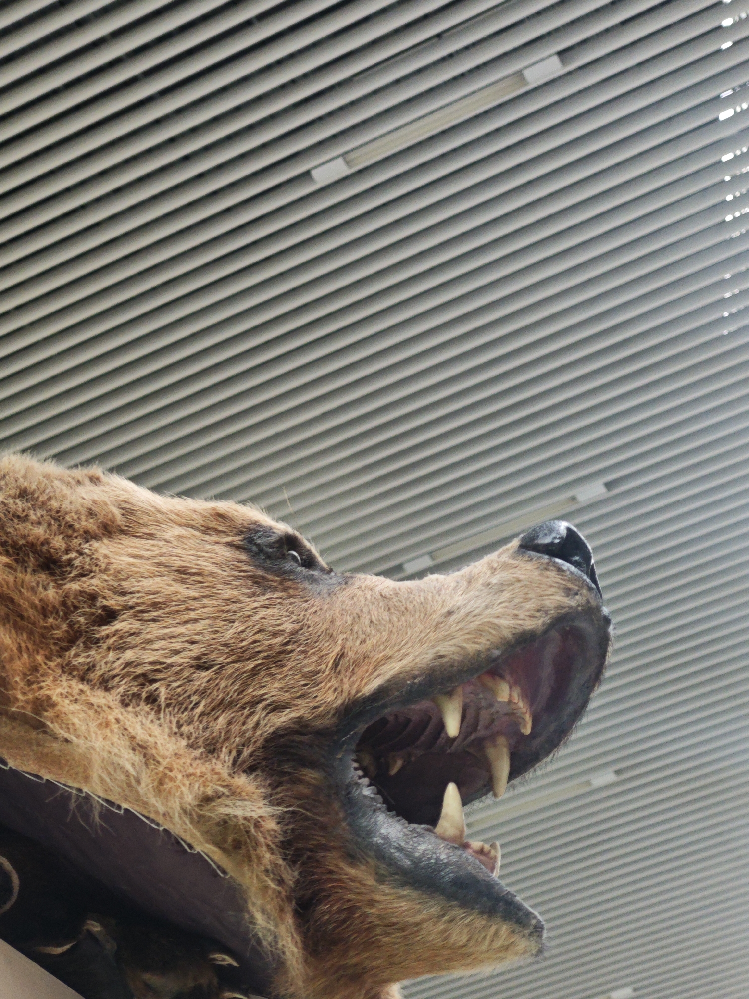 The image shows a taxidermied bear head mounted on a wall against a ceiling with parallel, horizontal louvers, possibly part of an HVAC system or lighting fixture. The bear head is brown with visible teeth, including prominent canines. The background suggests an indoor environment, possibly a museum or exhibit hall. The location in Bolshoye Savino, Russia, is not directly evident from the image. More contextual information would be needed to confirm the location.