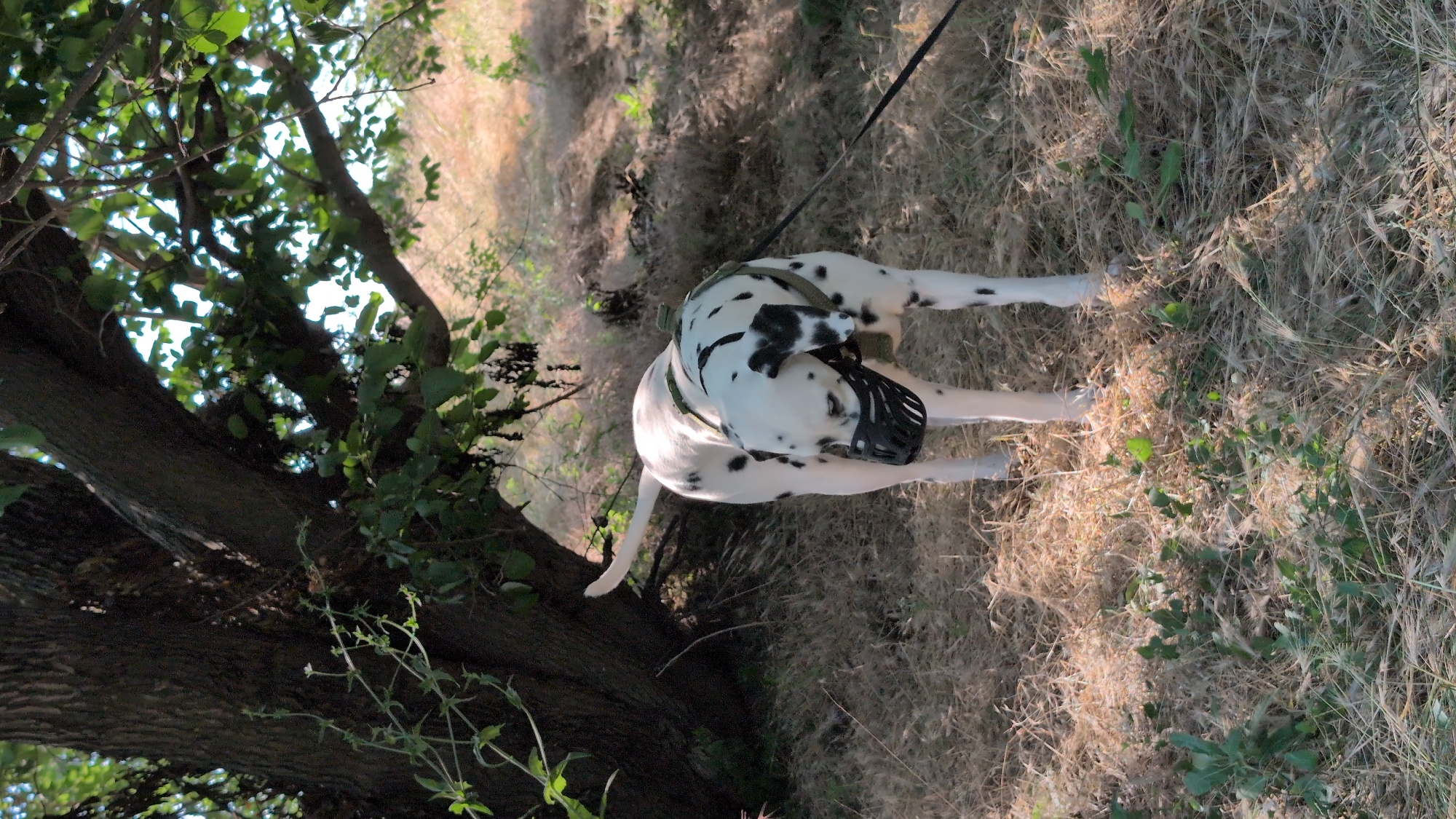 A Dalmatian dog is standing in a grassy, wooded area. The dog is white with black spots and is wearing a black muzzle and a green harness. It is leashed and appears to be looking down at the ground. The background consists of dry grass, trees, and sunlight filtering through the leaves. The location is unknown.