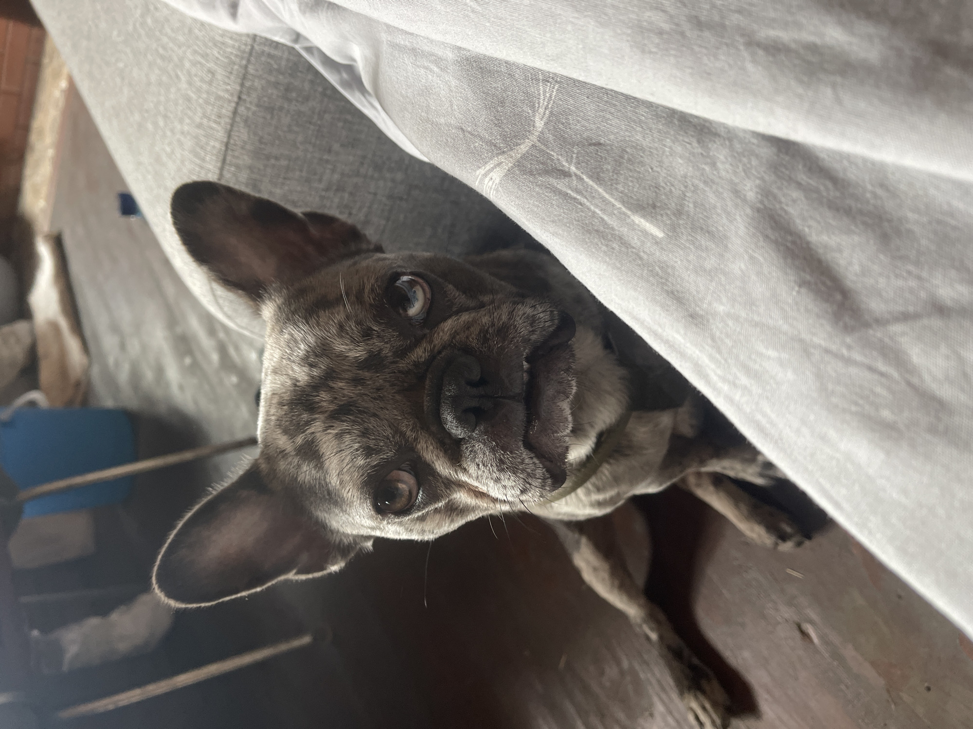 A brindle French Bulldog is sitting on a wooden floor next to a grey couch. The dog is facing the camera with its mouth slightly open, revealing its teeth. Its ears are perked up, and its eyes are wide. The background is blurred, but appears to be an indoor setting with furniture and a blue bucket visible. There is no indication of the city of Krasnoye, Russia, or any other specific geographical location. The lighting suggests an indoor environment, likely a home.