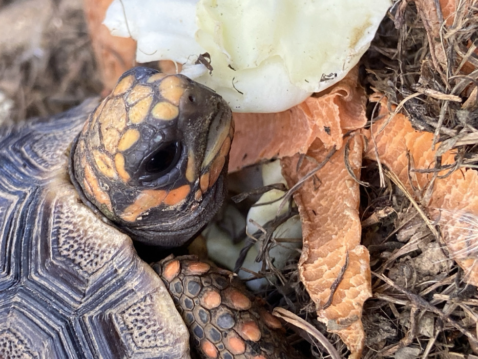 A Red-footed Tortoise (*Chelonoidis carbonarius*) is depicted in a close-up, high-angle view on the ground in Los Velásquez, Venezuela. The tortoise features a dark, segmented carapace and a black head with distinct orange-yellow patches around its eyes and dorsal surface. Its right foreleg, partially visible, displays scaly skin with an orange pattern. The tortoise is positioned over a cluster of approximately five to seven light-colored, ovoid objects consistent with tortoise eggs, partially obscured by dry organic debris. The immediate ground environment consists of dry brown and dark organic matter, including twigs and fragmented leaves. Also present are several orange-hued, desiccated vegetable pieces, likely carrot peels, and a larger fragment of pale green or white leafy vegetable matter, possibly cabbage or lettuce, situated near the tortoise's head.