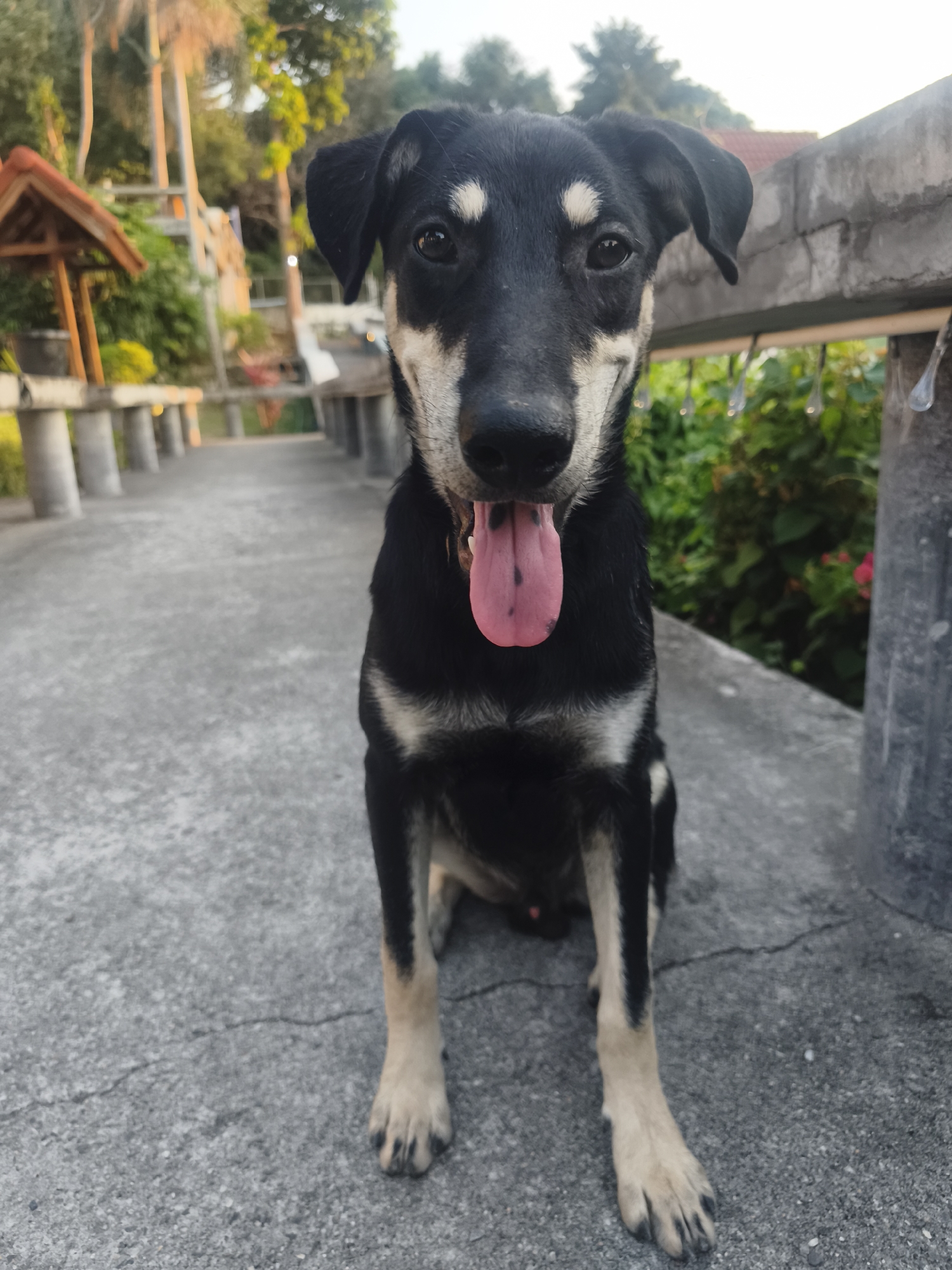 A medium shot captures a black and tan dog sitting on a concrete walkway in บ้านบางรักษ์, Thailand. The dog is facing the camera with its mouth open, tongue visible. Behind the dog, the walkway stretches into the distance, lined with a structure of concrete supports and benches. Lush greenery and trees can be seen beyond the walkway, partially obscuring buildings. The lighting indicates it is either early morning or late afternoon.