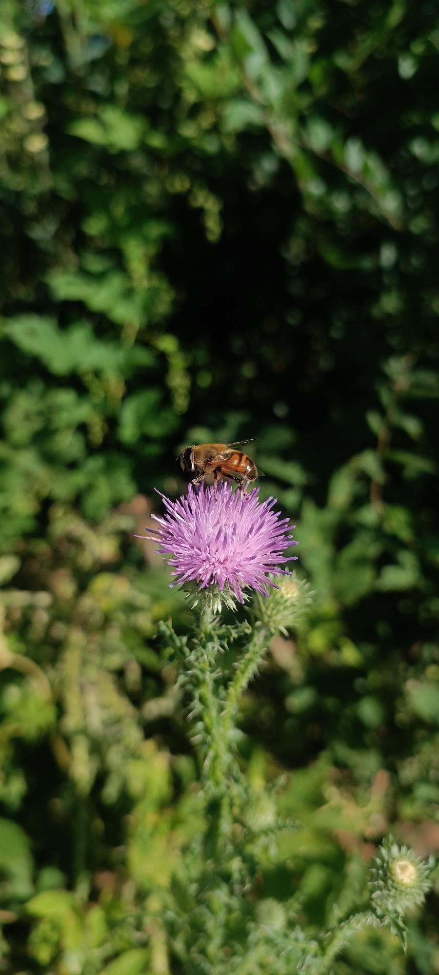 In Sokolohirsk, Ukraine, a hoverfly with distinct brown and yellow stripes rests on a vibrant purple thistle flower. The hoverfly's body is segmented, and its wings are visible. The thistle flower displays numerous delicate, spiky petals. The background is a soft blur of green foliage, suggesting an outdoor, natural setting. The image is captured in daylight, with the sun illuminating the scene.