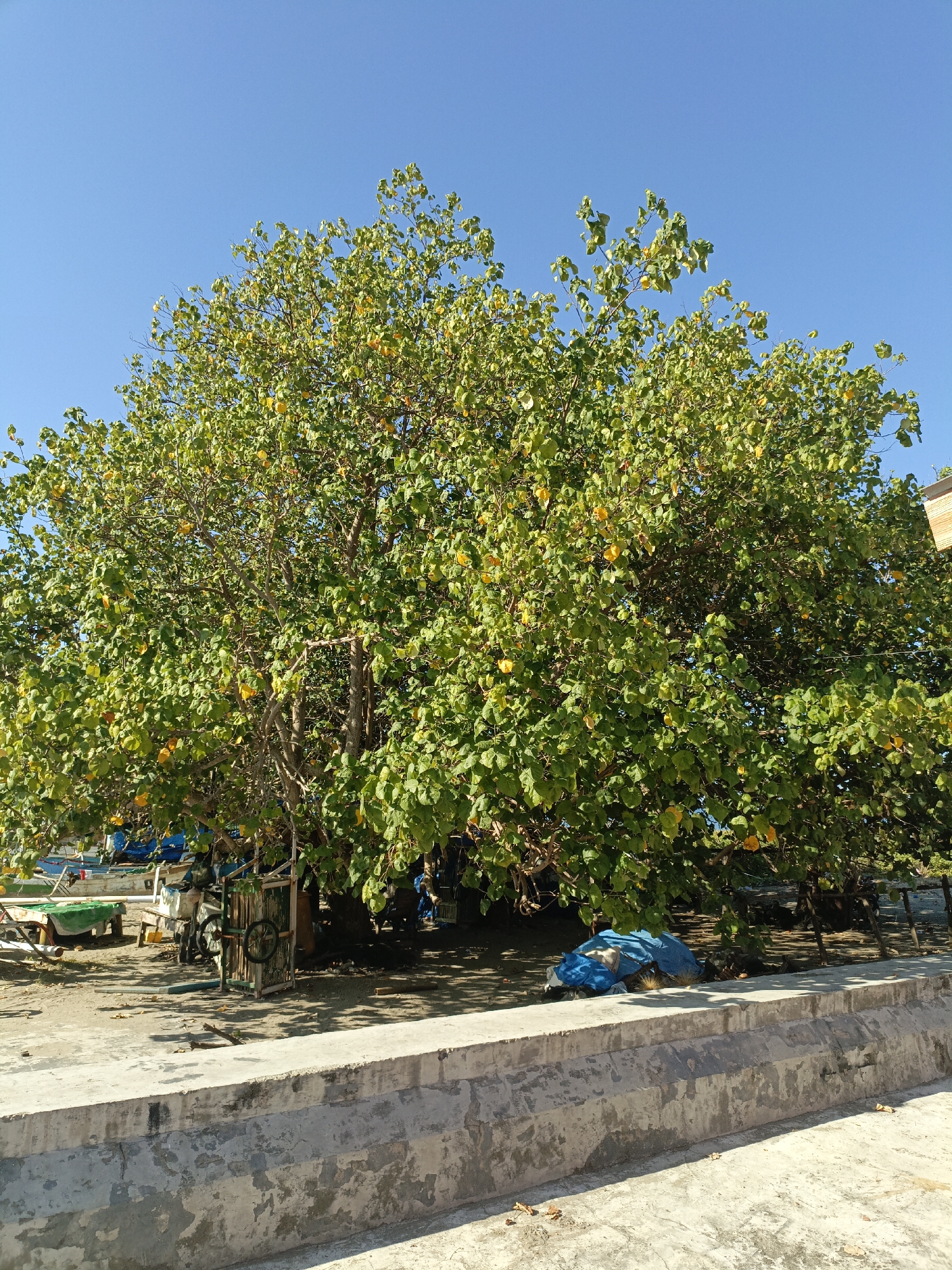 A large, leafy green tree with yellow fruit dominates the center of the frame under a clear blue sky. The tree is situated on sandy ground, with a concrete wall in the foreground. Behind the tree, several boats are visible, some partially covered with blue tarps. Scattered on the ground are various objects, including a green-covered table with legs, a wooden cart with wheels, and other debris. The scene appears to be an outdoor area, possibly a waterfront or a communal space in a coastal village.
