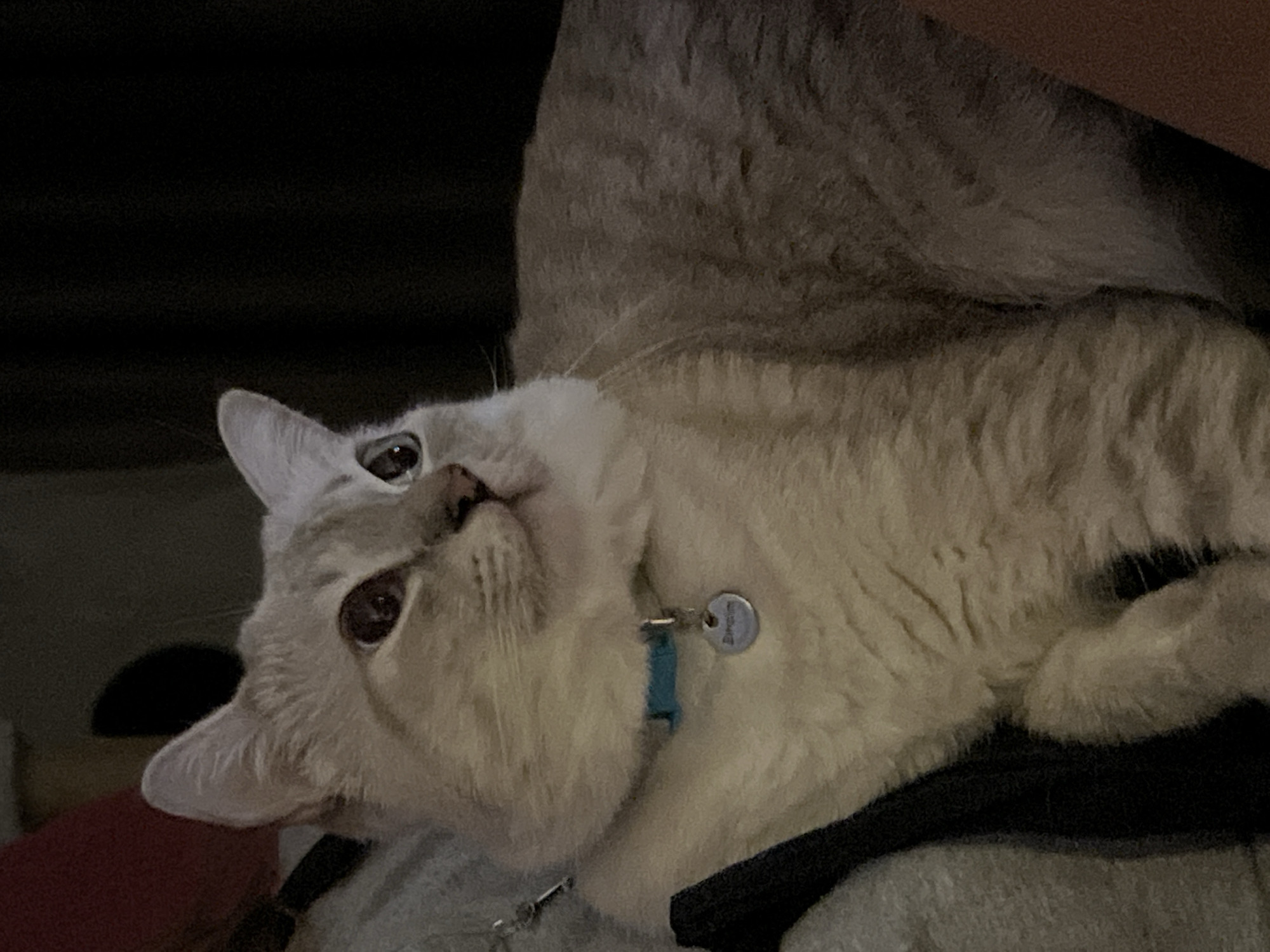 A domestic cat, exhibiting a cream to pale grey coat with subtle tabby markings and darker points, is depicted lying down, facing slightly towards the right side of the frame. The cat is wearing a light blue collar from which a circular, silver-toned tag is suspended, inscribed with the name "DimSum." Its eyes, dark brown or amber, are open and directed upwards and to the right, suggesting attention towards an off-camera subject. The left side of the frame features a grey, textured fabric, partially separated by a vertical band of dark, ribbed material. The background is largely dark and indistinct, with a faint reddish object visible in the upper-left corner. The scene is dimly lit, consistent with an indoor environment. The location is the city of Unknown, Unknown.