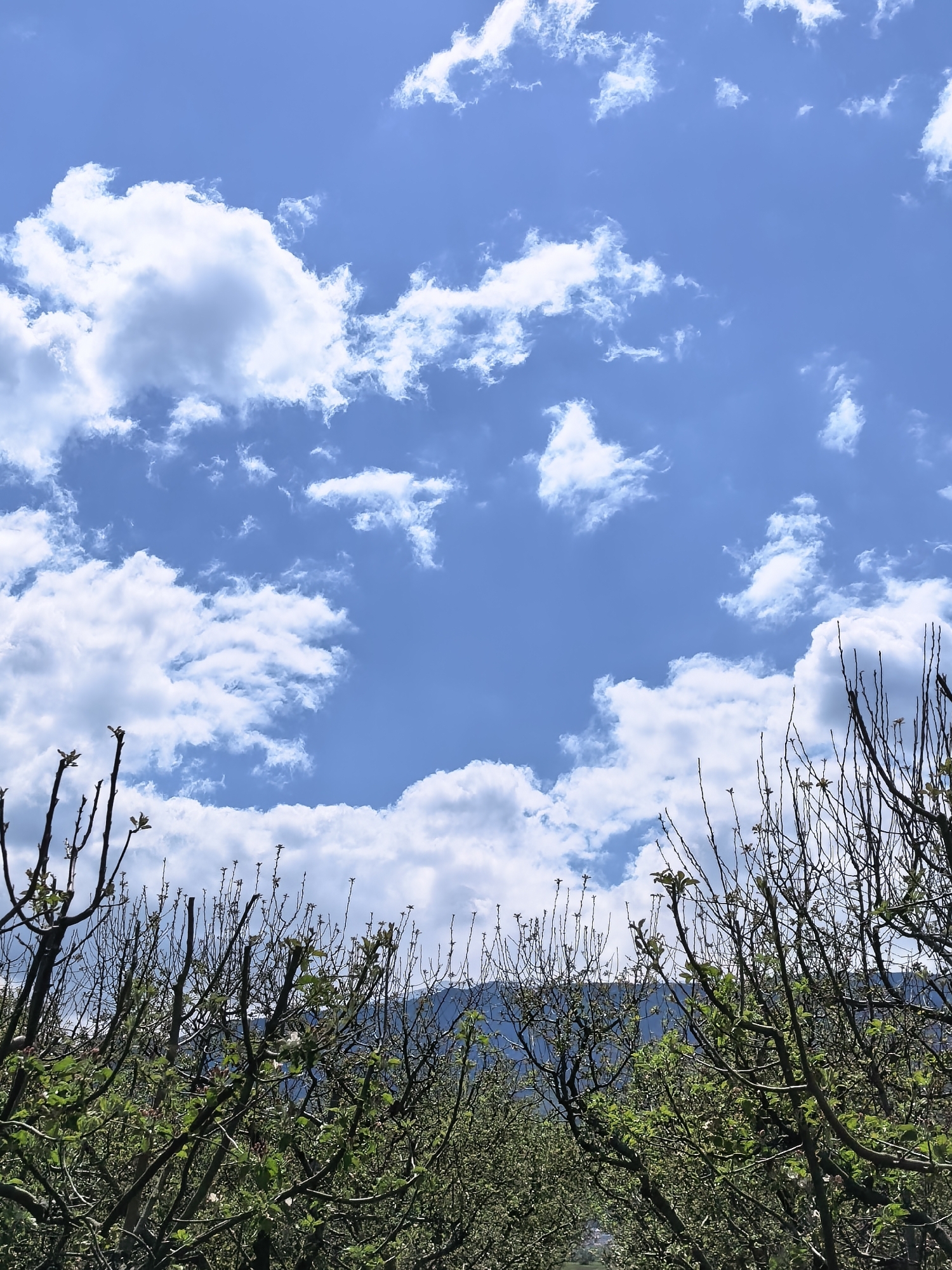 The image displays a vibrant natural landscape, divided between a bright blue sky and a foreground of budding trees with distant mountains. The upper two-thirds of the frame are dominated by a clear, azure sky, liberally dotted with various sizes of fluffy white cumulus clouds. These clouds range from large, billowy formations to smaller, more wispy patches, suggesting a fair weather day.
The lower portion of the image reveals the upper sections of an orchard or rows of cultivated trees. These trees feature a dense network of mostly bare, dark branches, indicating recent pruning or the early stages of a growing season. Scattered across these branches are numerous small, light green leaves and buds, signifying the onset of spring. Behind the trees, a faint, hazy outline of distant mountains is visible, adding depth to the landscape.
No people or specific activities are depicted. The scene captures a peaceful moment in nature, likely during the day, under sunny conditions. The budding leaves suggest early to mid-spring. There is no visible text.