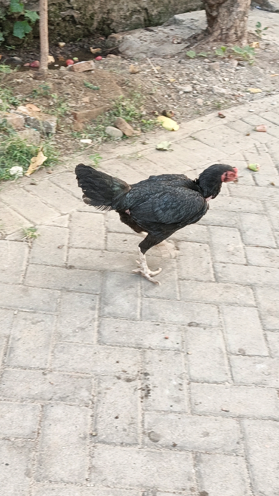A black hen with red comb and wattles stands on a paved surface made of rectangular concrete blocks. The hen is facing right, with its body angled slightly away from the viewer. Its left leg is bent, and its right leg is extended forward, with its talons visible. The hen's feathers are dark and appear somewhat ruffled. In the background, there is a patch of dirt with some green vegetation and scattered debris, including what appear to be red and yellow fruit pieces, and some grey stones. A tree trunk is visible on the right side of the image. The scene suggests an outdoor environment, likely a yard or a street, in Cikal, Indonesia.