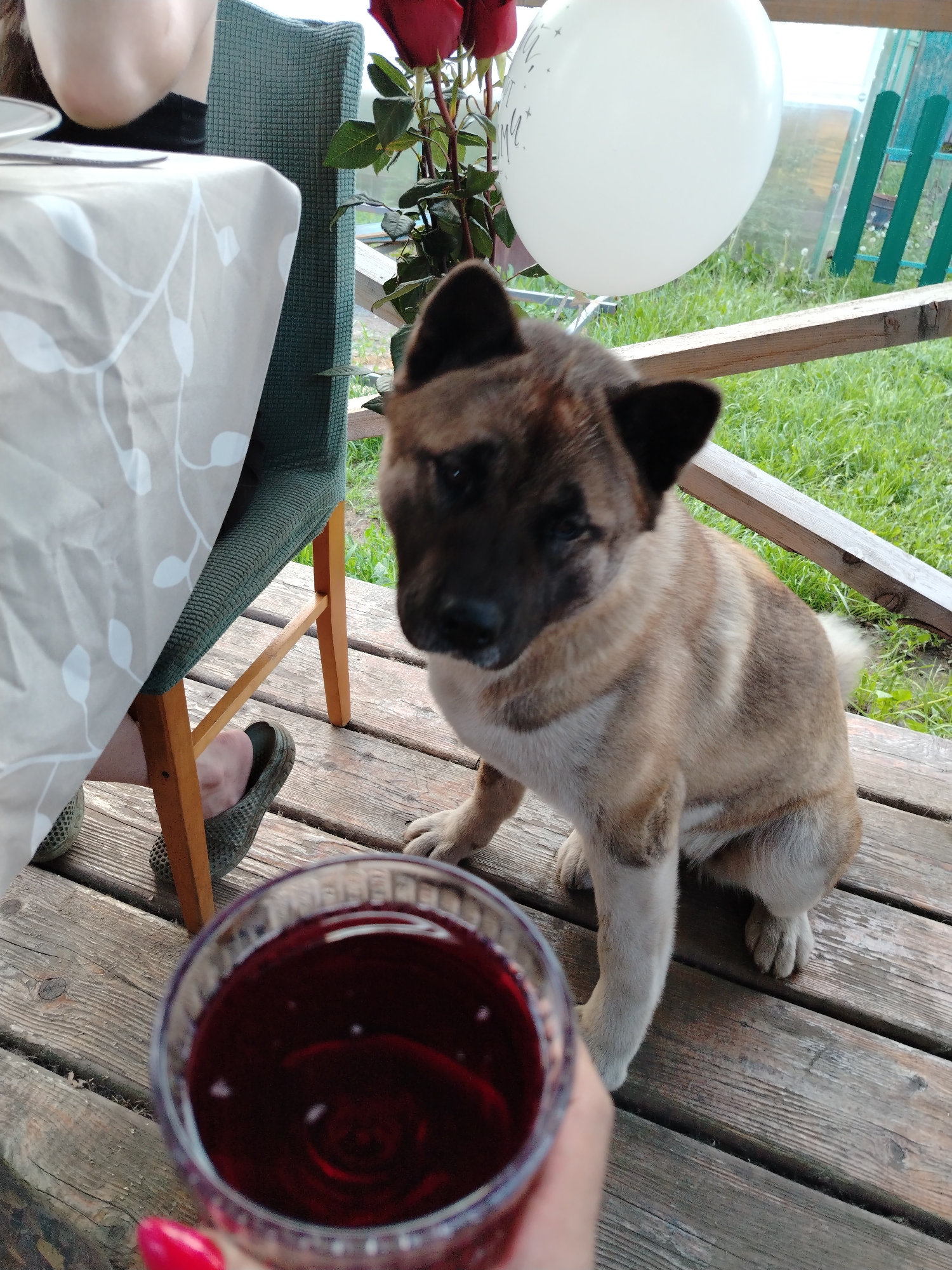 A young Akita dog sits on a wooden deck, looking towards the camera. A hand holding a glass of dark red liquid is in the foreground. In the background, a white balloon and red roses are visible. A table with a patterned tablecloth and a chair are to the left. The dog is light brown with darker markings. The deck appears weathered. The overall setting suggests an outdoor gathering. The location is identified as Рассвет, Russia.