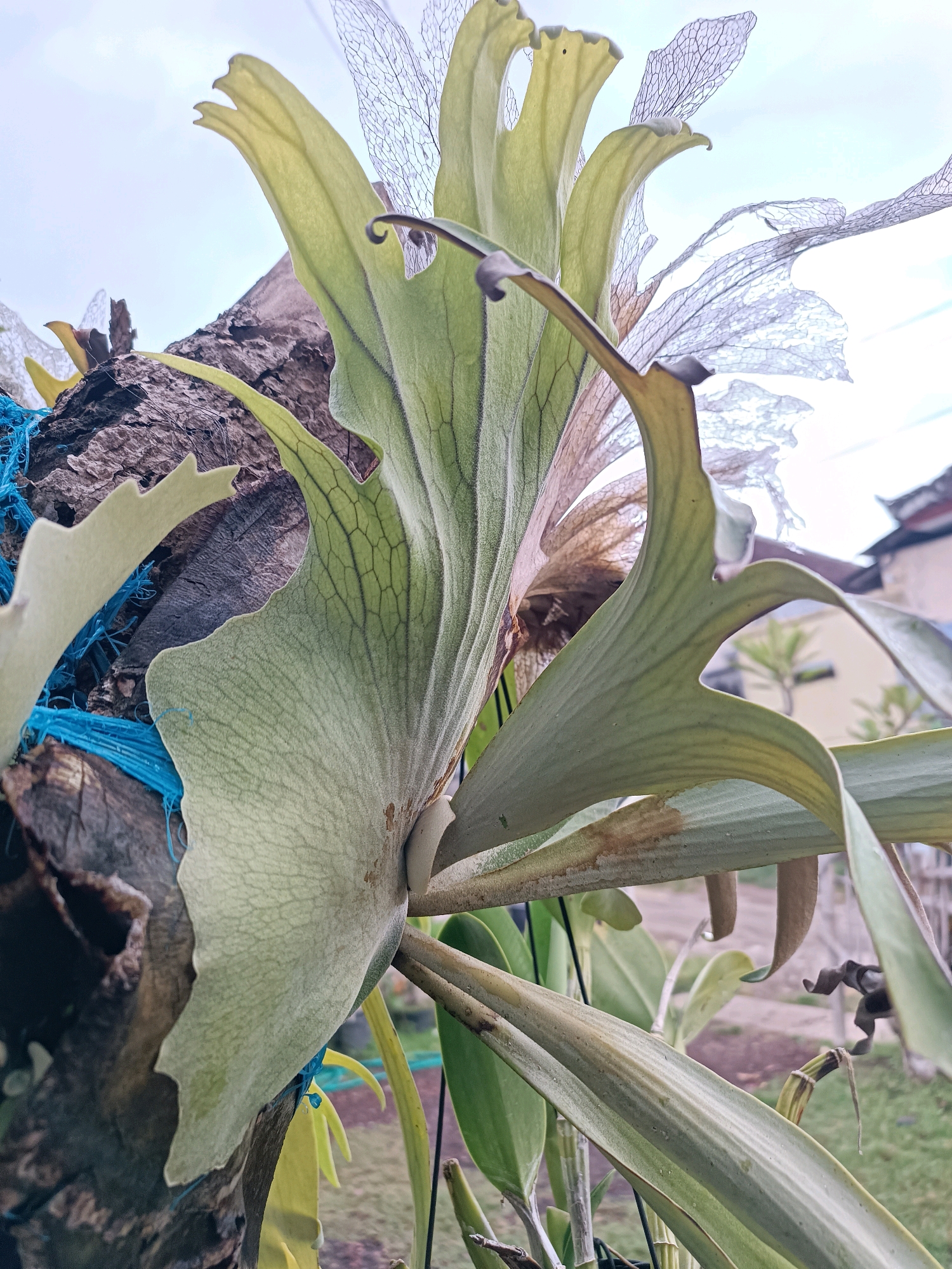 This is a close-up, low-angle, outdoor photograph of a Platycerium, commonly known as a staghorn fern, growing on a tree trunk. The fern's large, pale green fronds are the primary subject, with their textured surfaces and prominent veining clearly visible. Some fronds appear dry and delicate, with intricate lace-like patterns. The fern is attached to rough, textured bark, with a bright blue net-like material wrapped around the trunk. In the background, out of focus, are hints of a residential area, including a building with a tiled roof and some greenery. The sky is overcast and bright. The location is identified as Tabanan, Indonesia, suggesting this is a tropical or subtropical setting where such epiphytic plants commonly thrive. There are no people or animals visible in the image. The lighting suggests it is daytime, likely morning or late afternoon given the soft light.