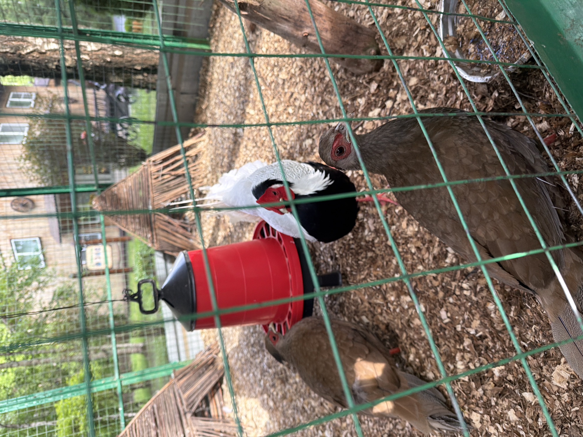 Captured through a green wire fence, the image presents a scene within an enclosure. The ground is covered with wood shavings. In the upper-right of the frame, a brown pheasant is visible, while a second brown pheasant is partially visible near the bottom of the frame. Next to it, there is a white pheasant with a black head and red facial markings near a red cylindrical feeder hanging from the fence. The image was taken in Zaplav'e, Russia.