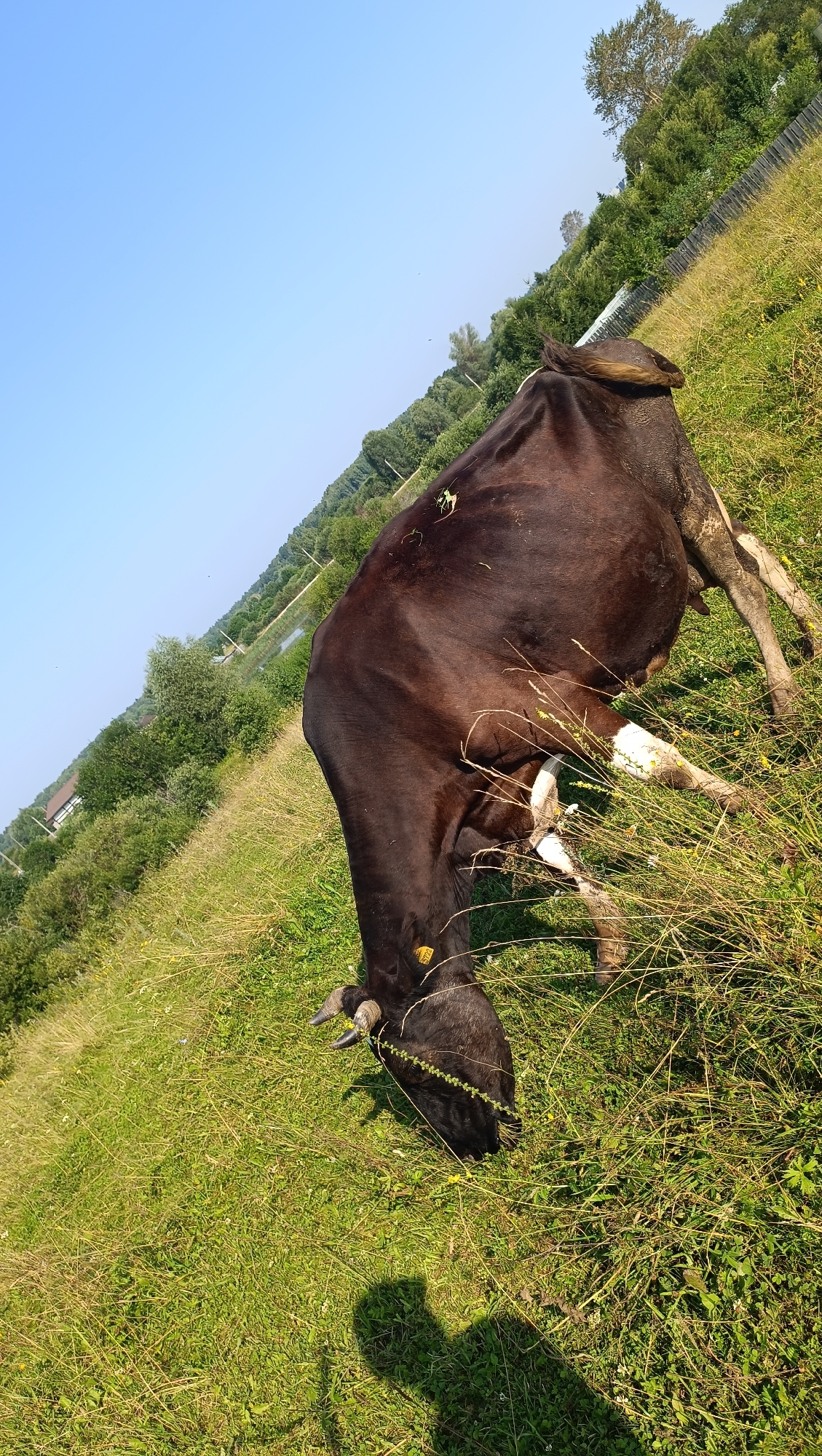 In a sunlit, grassy field, a dark-brown cow with white markings on its legs grazes peacefully. The cow is positioned in the center-right of the frame, its head lowered to the ground. The surrounding environment consists of lush green grass, wildflowers, and tall dry stalks of grass. In the background, a gentle slope rises, covered with trees and a wooden fence. A body of water, possibly a lake or river, is visible in the distance, with scattered houses and more trees lining its banks. The sky is a clear, bright blue. The image appears to be taken in the rural outskirts of Karsha, Russia, on a warm, clear day.
