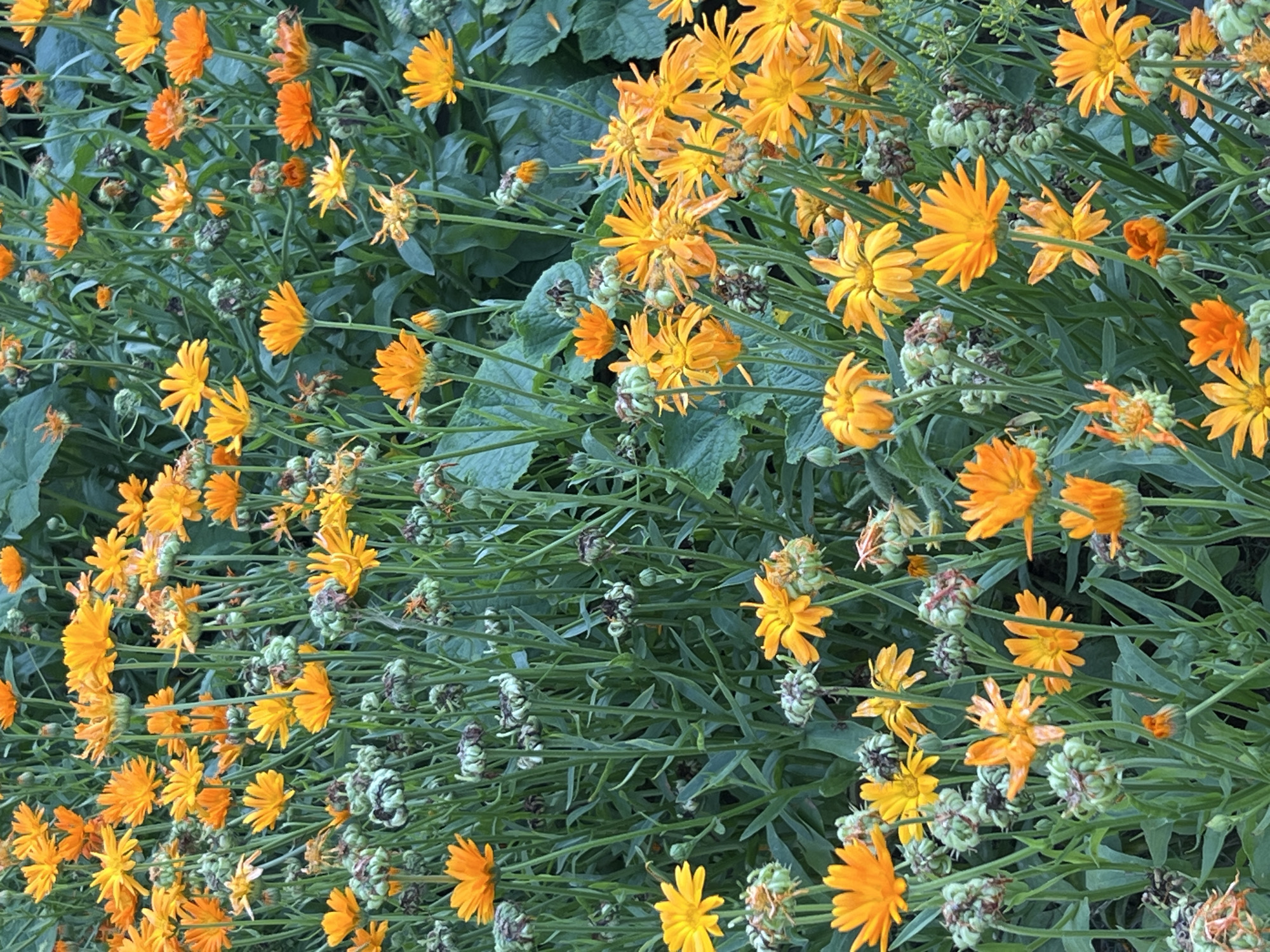 The image shows a dense patch of marigolds, predominantly in shades of orange and yellow, with some closed buds and dried seed heads. The flowers are a mix of fully bloomed and partially open. The background consists of lush green foliage. There are no people, animals, or man-made objects visible in the scene. The setting appears to be a garden or natural area. The image does not contain any information that can be used to pinpoint its location in Strakhovo (Sitnikovskii S/S), Russia.