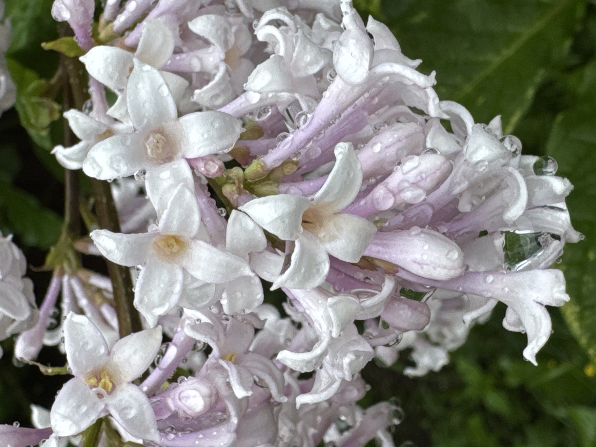 This is a close-up, macro photograph of a cluster of small, white and light purple flowers with raindrops on their petals. The flowers are delicate and appear to be in bloom, with some unfurled and others still in bud form. The raindrops add a glistening effect, suggesting recent rain. The background is blurred, showing hints of green foliage and a dark, vertical stem or branch. The overall impression is one of natural beauty and freshness, perhaps after a spring shower in a garden or natural setting. The lighting is soft, indicating it might be daytime, but the time of day is not definitively clear. There is no visible text in the image. The location context of Steklyannyi, Russia, places this image in a temperate climate where such flowers and weather conditions are common during certain seasons.
