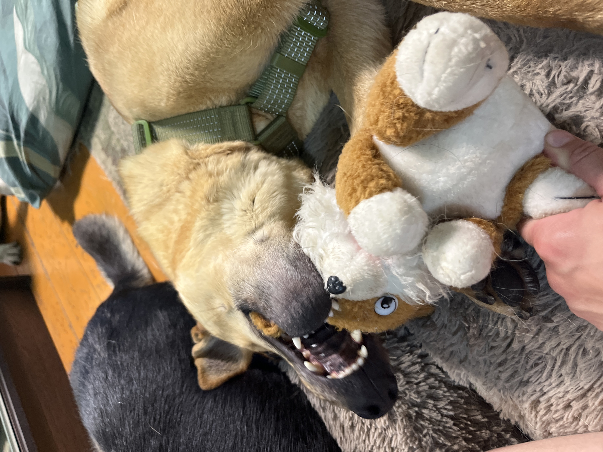 The image shows two dogs, one black and one tan, lying on a rug. The tan dog is holding a stuffed toy in its mouth. The dogs are lying on a wooden floor, and a pillow with a green and white pattern is visible in the background. There is no indication of the location in Nizhny Tagil, Russia.