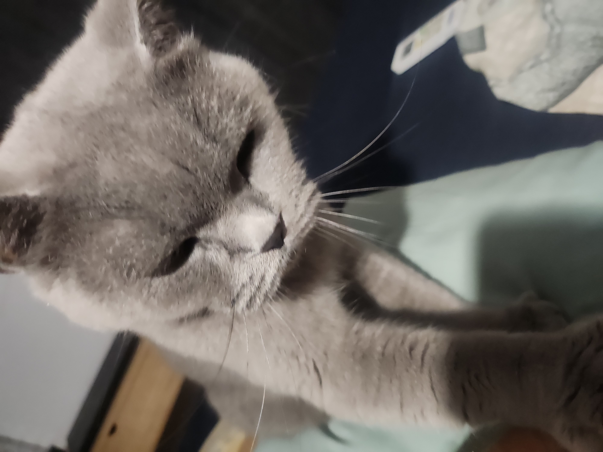 A close-up, overhead shot shows a gray British Shorthair cat with its head tilted down and to the right. The cat's fur is short and dense. Its whiskers are long and spread out, with some appearing more prominent than others. The cat's nose is dark and moist. The background is out of focus, with a dark blue area on the right and a lighter, greenish-blue surface on the left. A blurred object, possibly a piece of paper with markings, is visible in the lower right corner. There is no discernible location in the city of Tsarevo, Bulgaria.