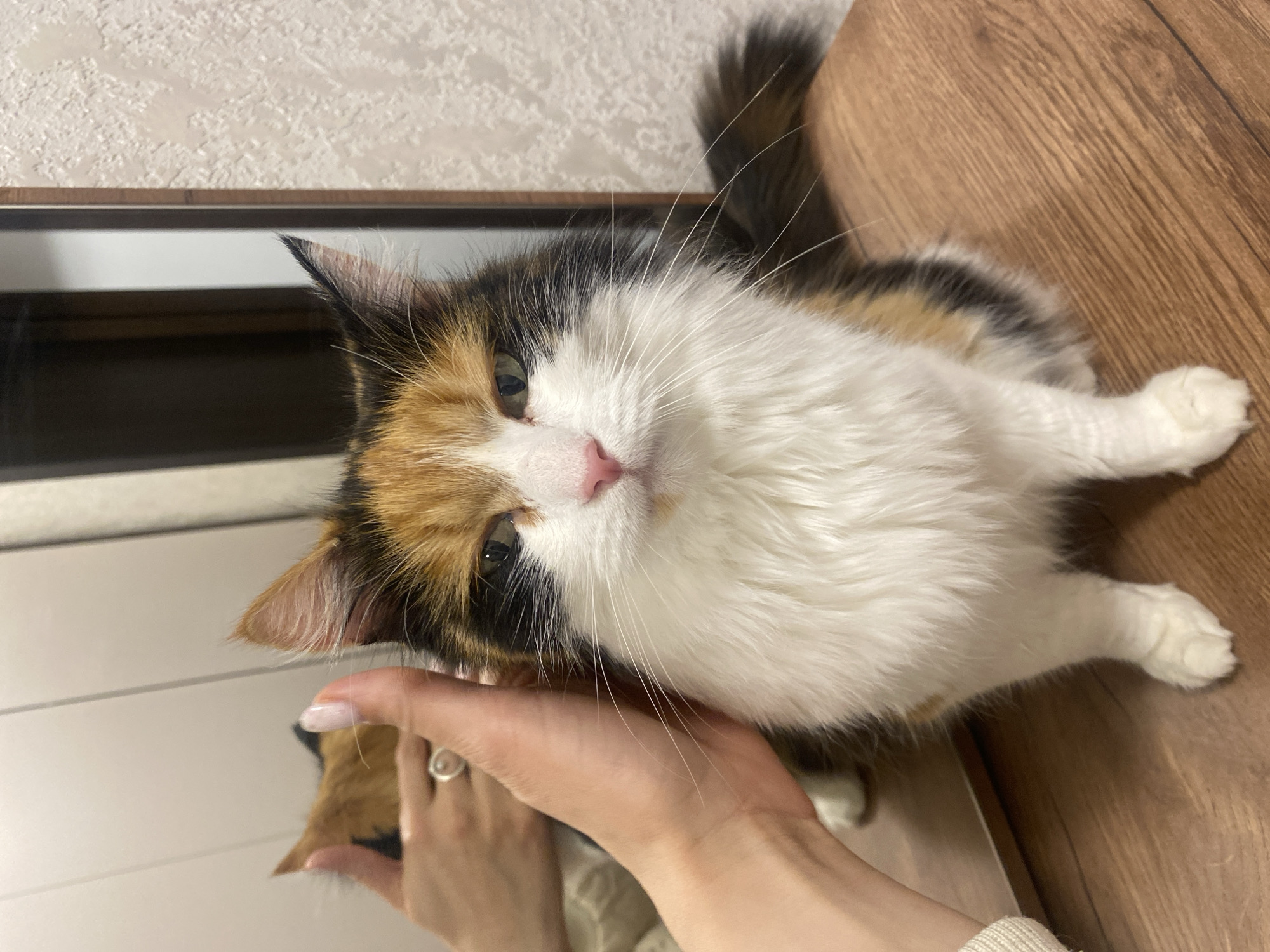 A medium shot captures a cat resting on a wooden surface, with a person's hand gently touching its head. The cat is predominantly white with patches of black, orange, and brown, characteristic of a calico cat. It has green eyes and a pink nose. The person's hand is visible, with manicured nails and a ring on one finger. The background includes a wall with a textured pattern and a partially visible window or mirror. The scene suggests a domestic interior, with the focus on the interaction between the cat and the person. There is nothing to indicate the location is the city of Chaykovsky, Russia.