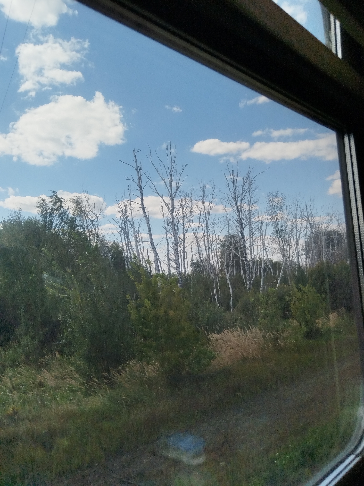 The image captures a view through a window, likely from a moving vehicle, looking out onto a landscape dominated by trees under a partly cloudy blue sky. The foreground shows the window frame, a dark, curved structure that partially obstructs the view. Beyond the frame, a dense line of trees stretches across the scene. The trees vary in appearance, with some being fully green and leafy, while others are bare, white-barked trees with intricate, twiggy branches. A patch of dry, golden grass or reeds is visible in the lower part of the image, interspersed with the green vegetation. In the background, the faint outlines of buildings, possibly industrial or residential structures, can be seen through a gap in the trees. The sky above is a bright blue with several fluffy white clouds scattered across it. The overall impression is a natural landscape viewed from a sheltered position, possibly during a journey through a rural or semi-rural area near Neufeld, Russia.