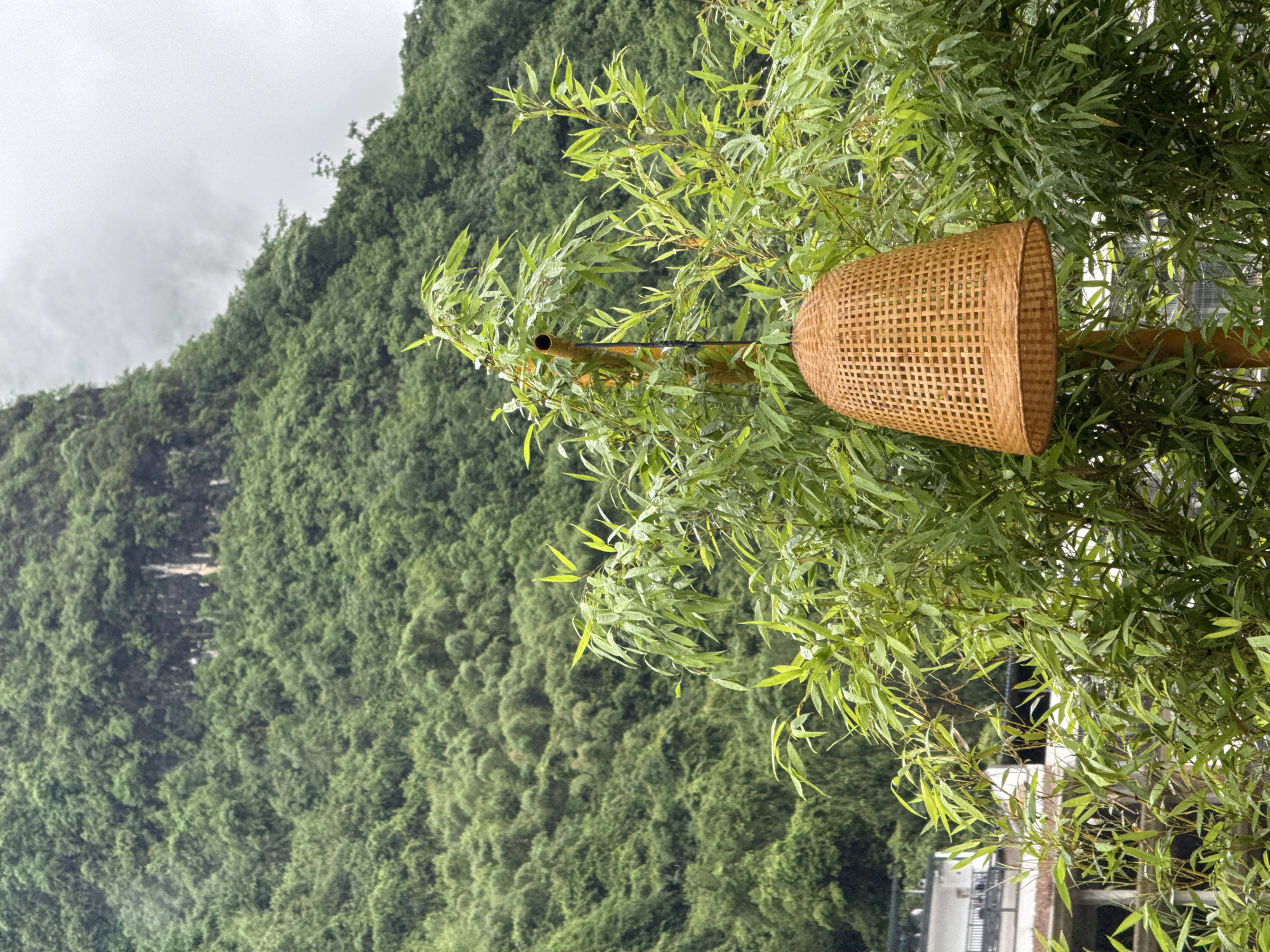 The image depicts a scene in the city of Guilin, China. A woven basket hangs on a bamboo pole amidst green foliage. In the background, a mountain covered in dense trees is visible, partially obscured by mist. A building is partly visible below.
