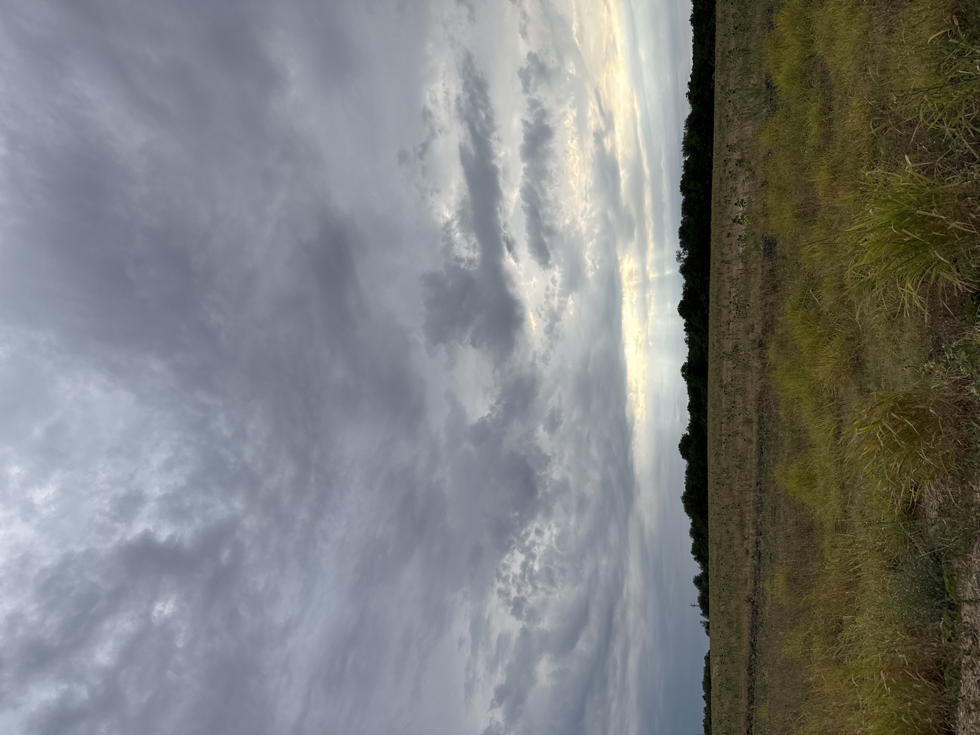 The image depicts a rural landscape under a cloudy sky. In the foreground, tall, dry grass with some green patches dominates the scene. Beyond this, a field stretches out, appearing to be cultivated, with rows of stubble and a few scattered, wilting plants. A dark line of trees forms the horizon, obscuring whatever lies beyond. The sky is filled with heavy, grey clouds, but a break in the clouds allows a few rays of sunlight to stream down, creating a dramatic effect. The location is identified as Lesicheri, Bulgaria. No people or specific actions are visible in the image.